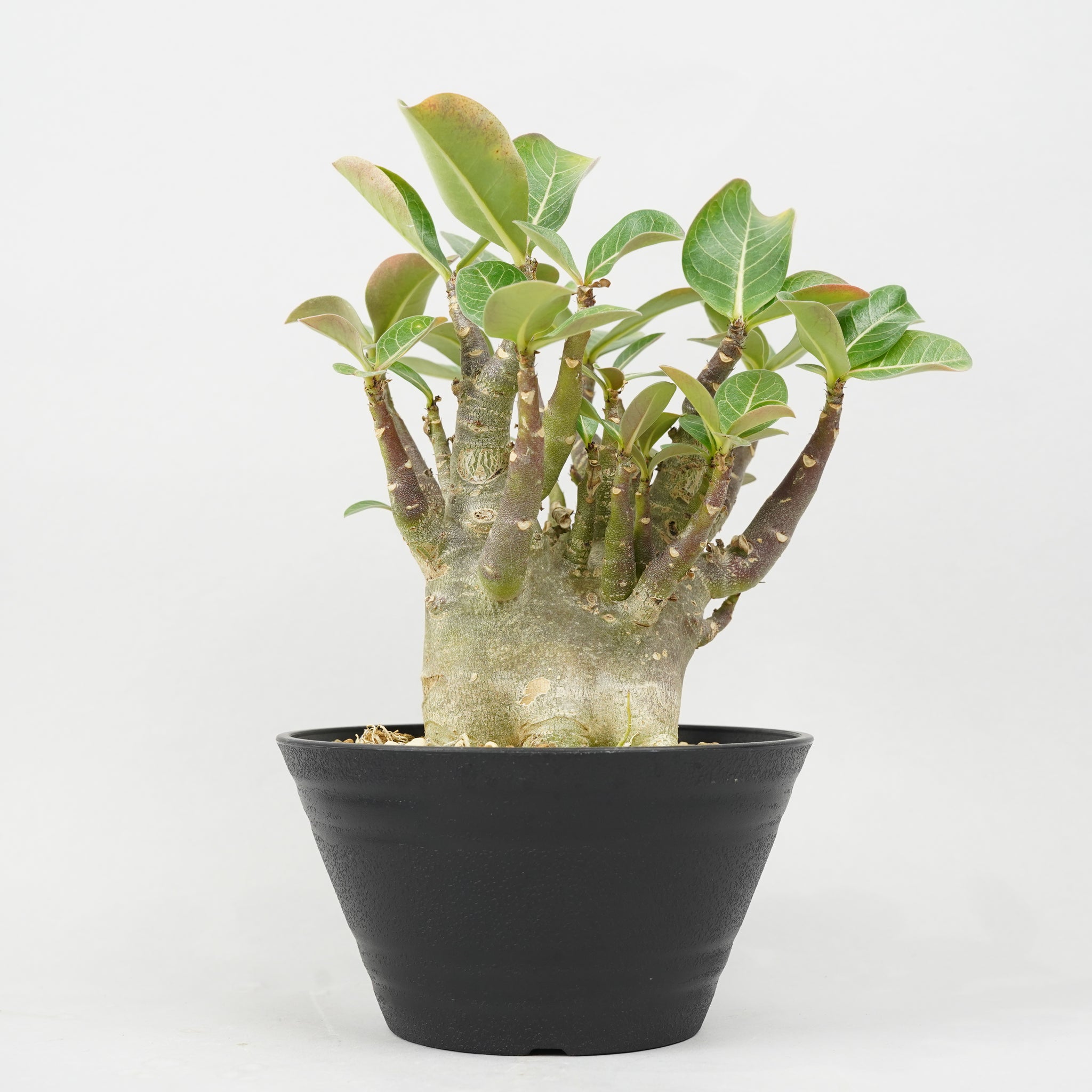 アデニウム ドワーフ 「Adenium arabicum Dwarf 」/AD0331