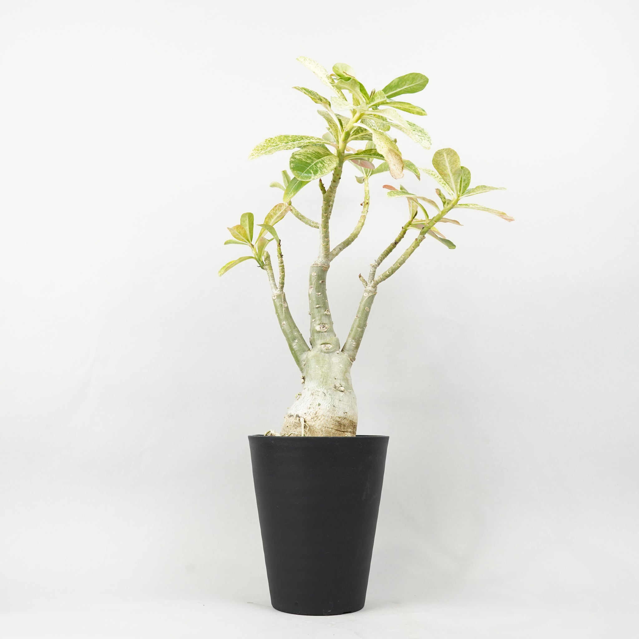 アデニウム ハイブリッド 斑入り 「Adenium hybrid Variegated」/AD0260