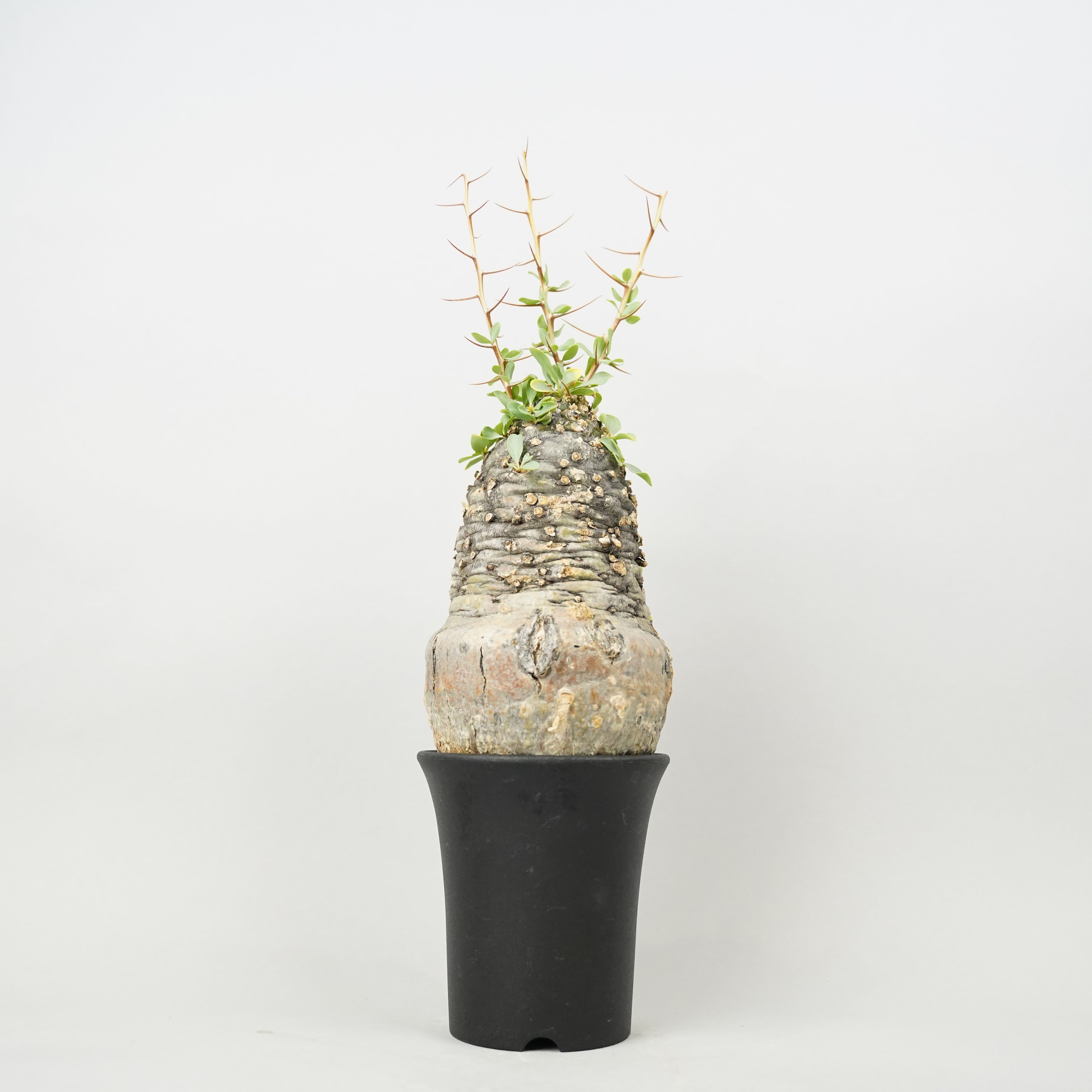その他植物 – Hachi-8 その他植物 – Hachi-8