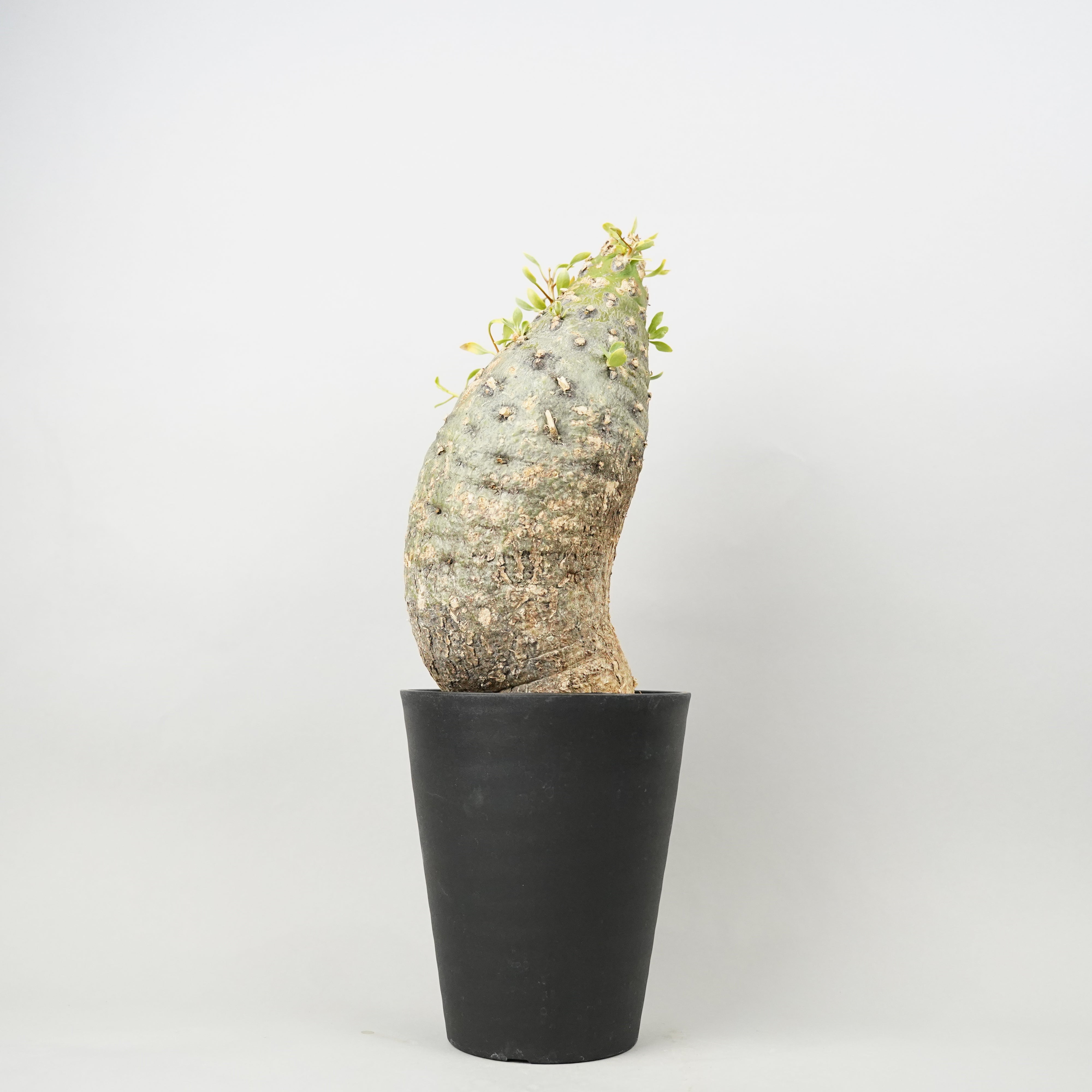 その他植物 – Hachi-8