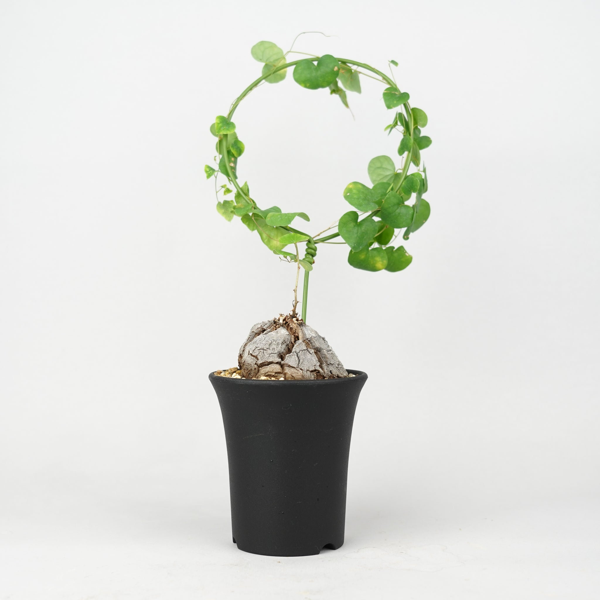 亀甲竜 「Dioscorea Elephantipes」/ WI016