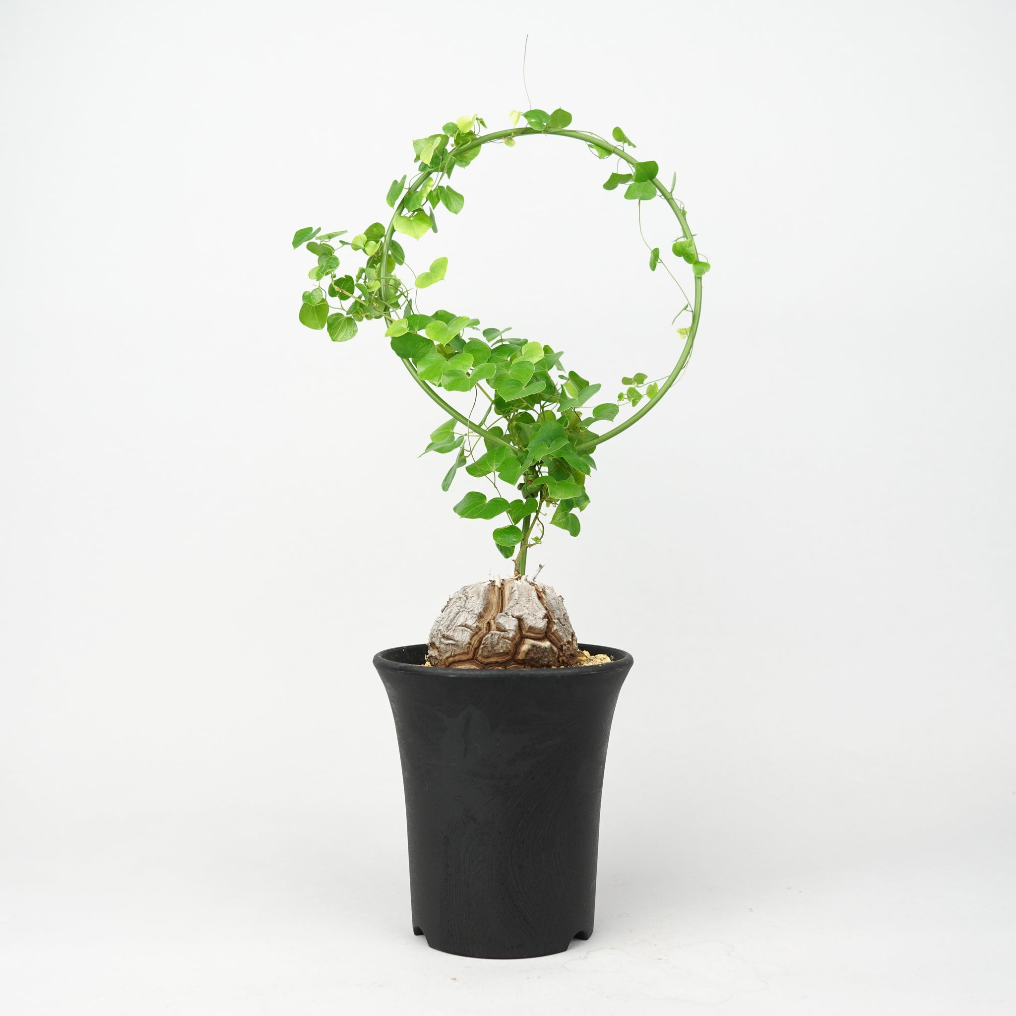 亀甲竜 「Dioscorea Elephantipes」/ WI019