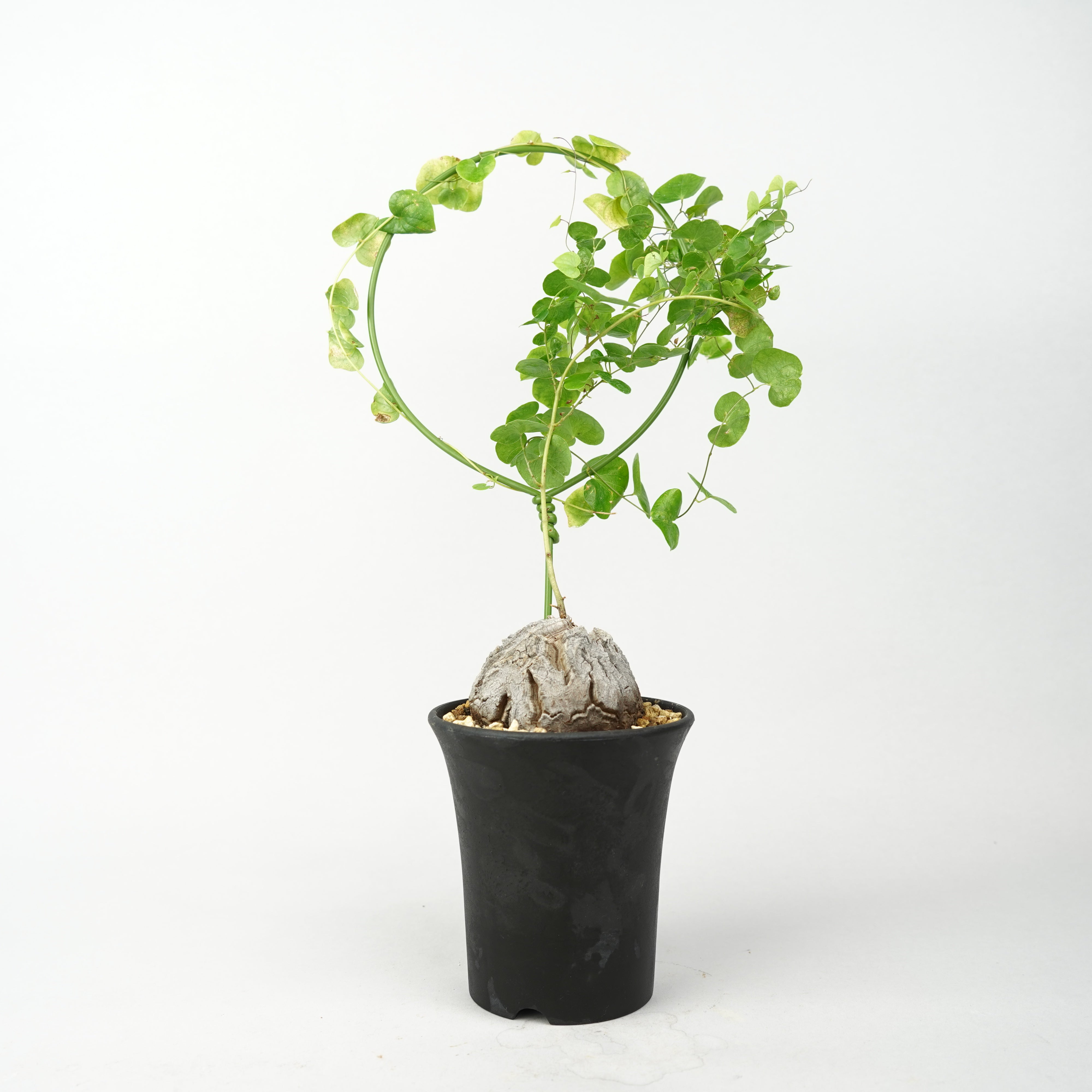 植物/冬型植物/亀甲竜 – Hachi-8