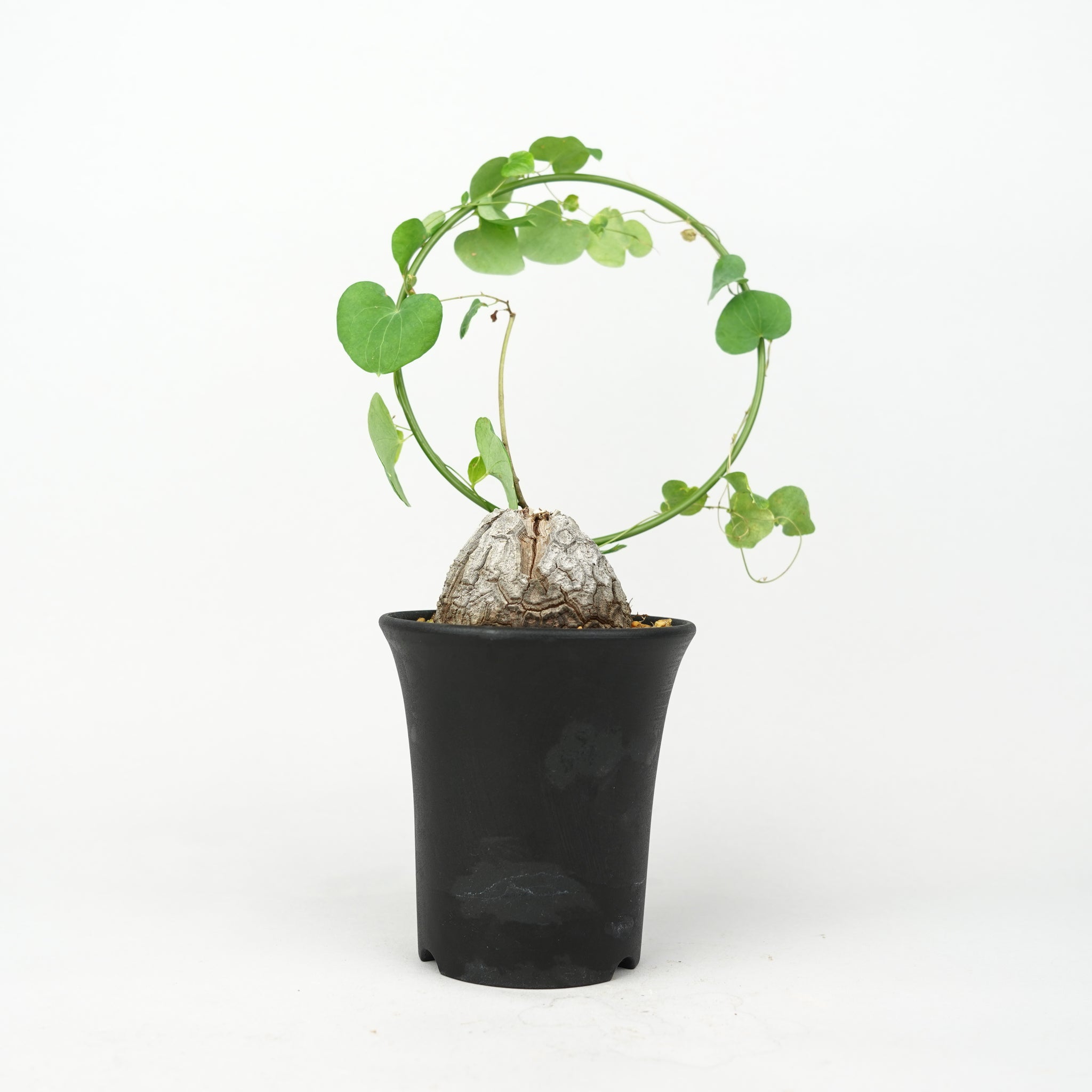 亀甲竜 「Dioscorea Elephantipes」/ WI022