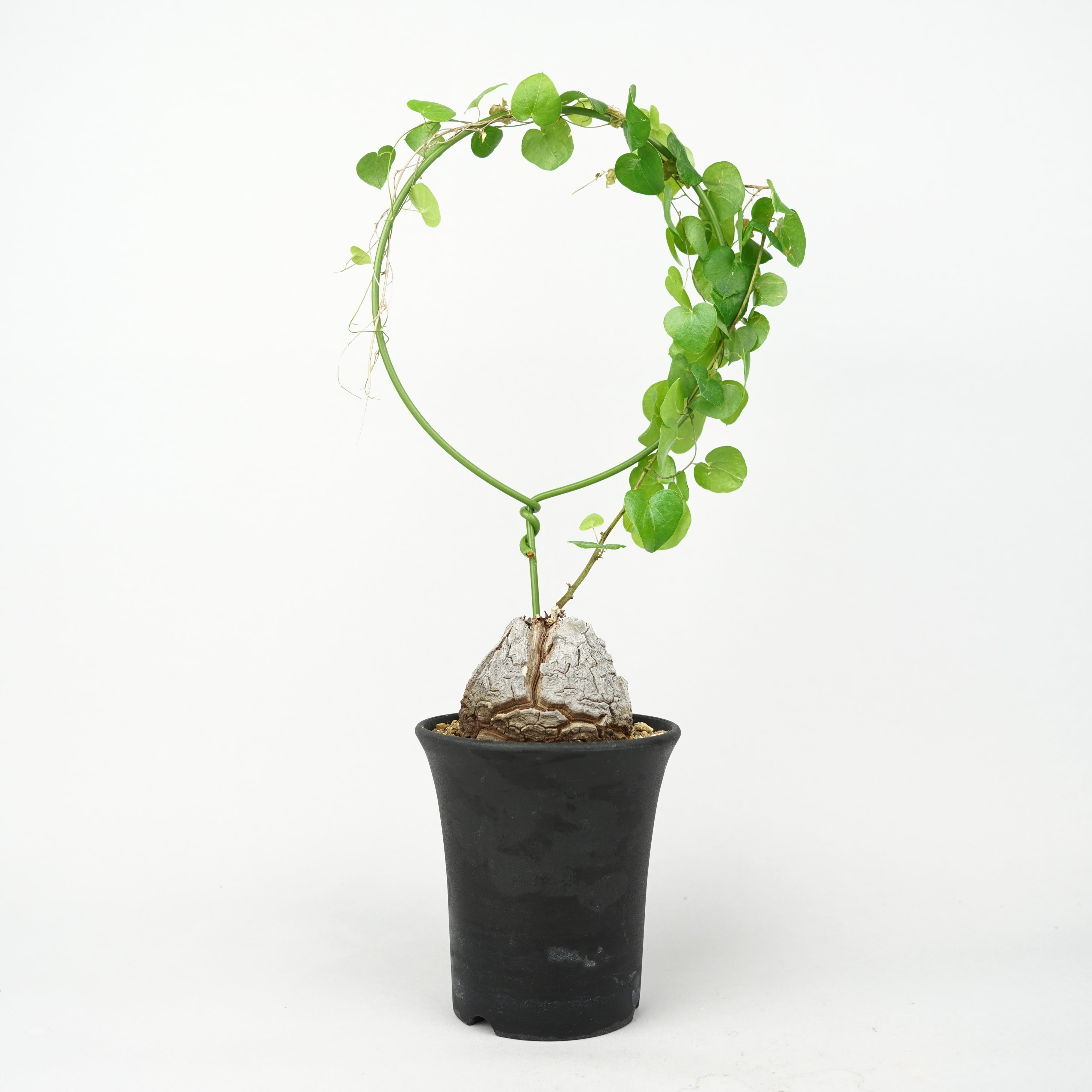植物/冬型植物/亀甲竜 – Hachi-8