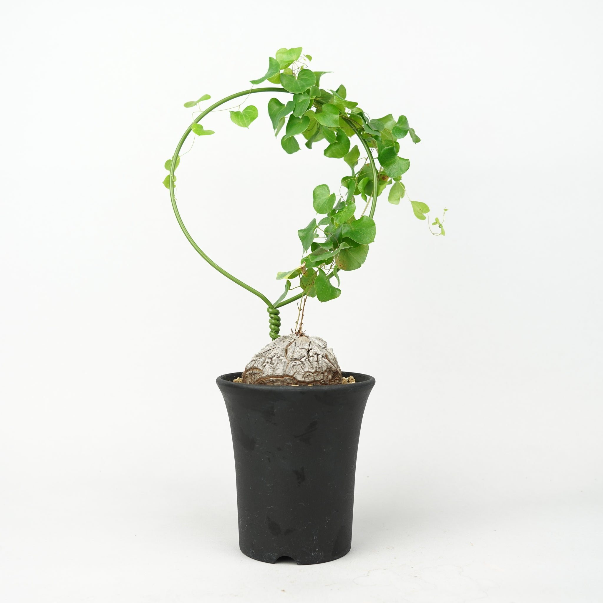 亀甲竜 「Dioscorea Elephantipes」/ WI023