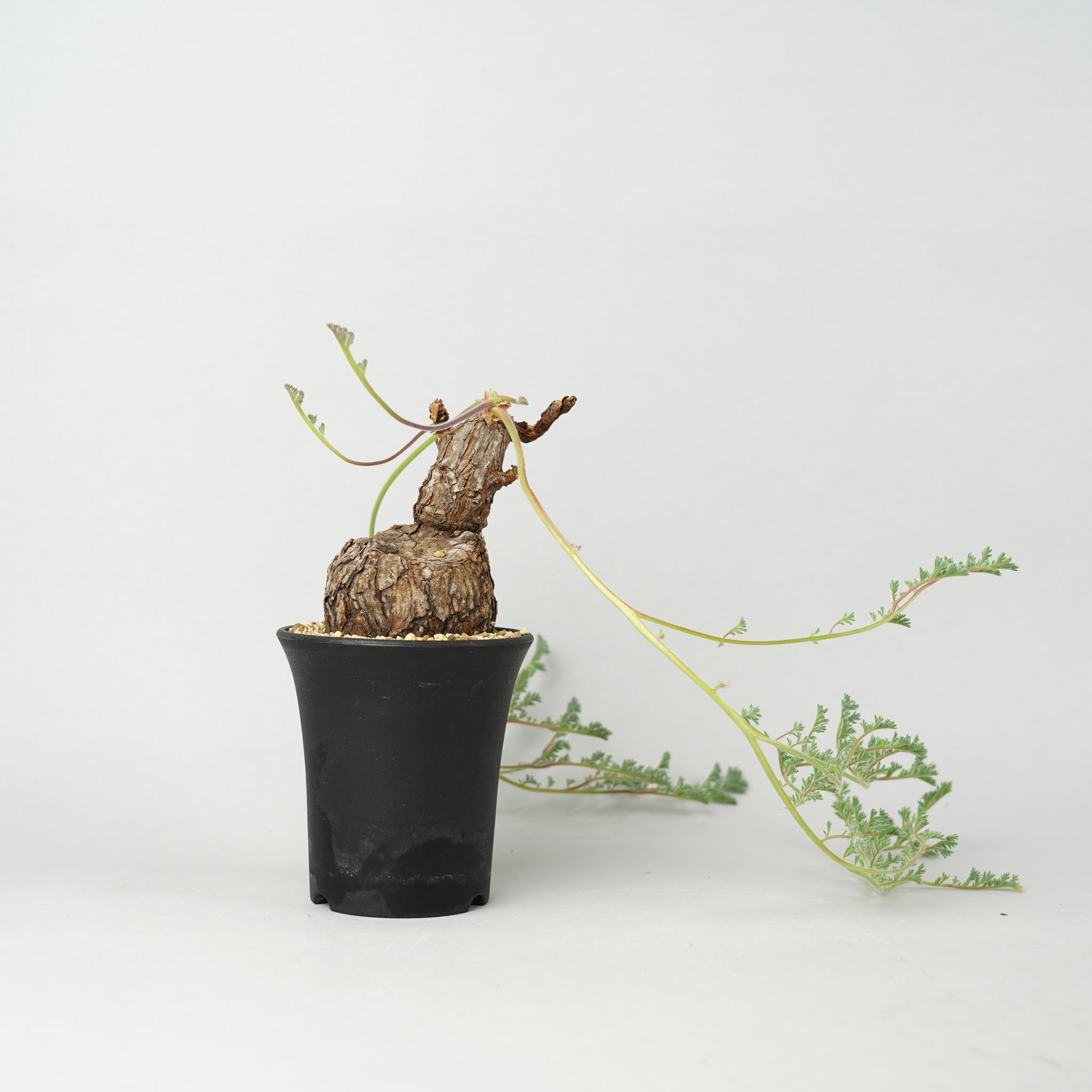 ペラルゴニウム・トリステ「Pelargonium Triste」/PL0157