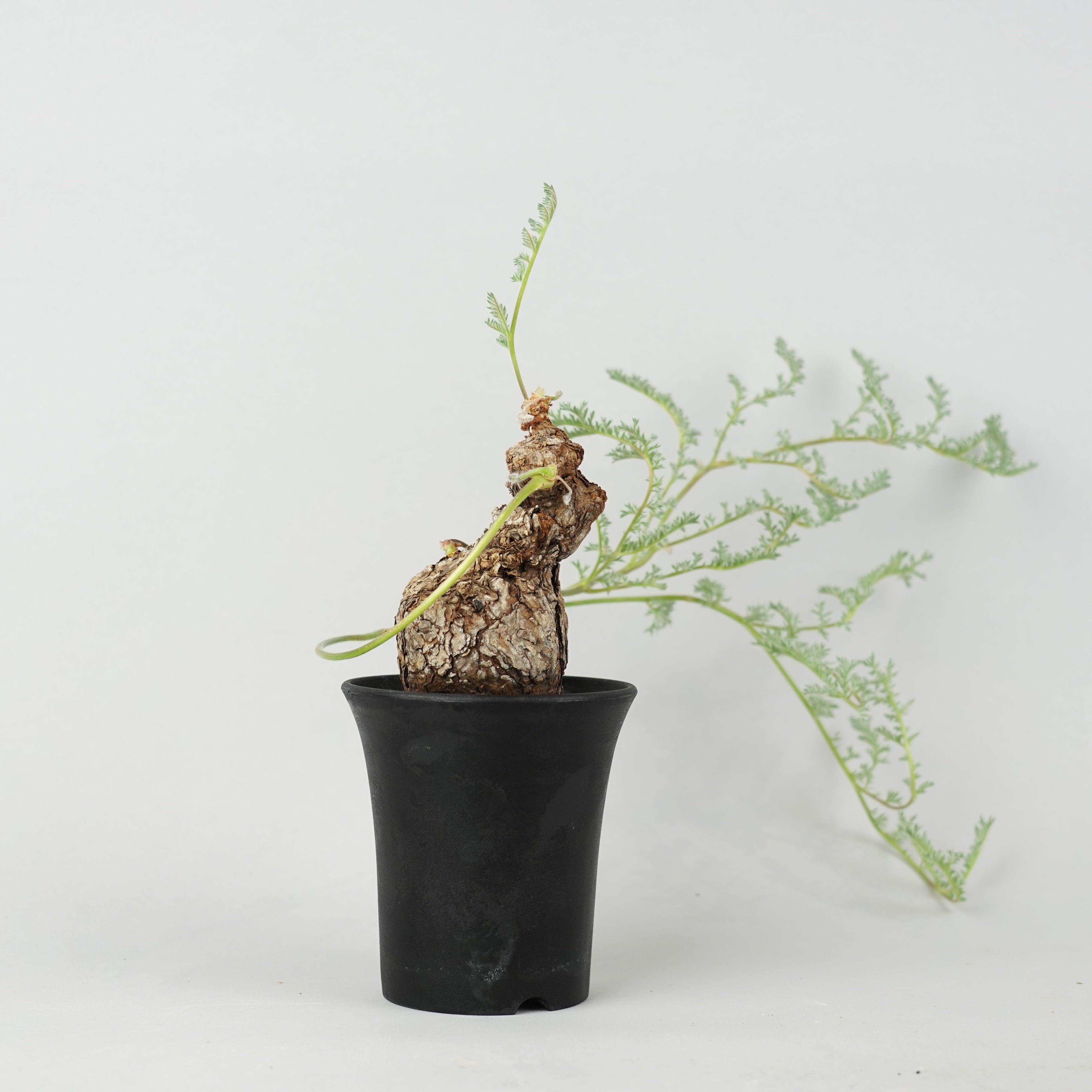 商品一覧/新着植物 – Hachi-8