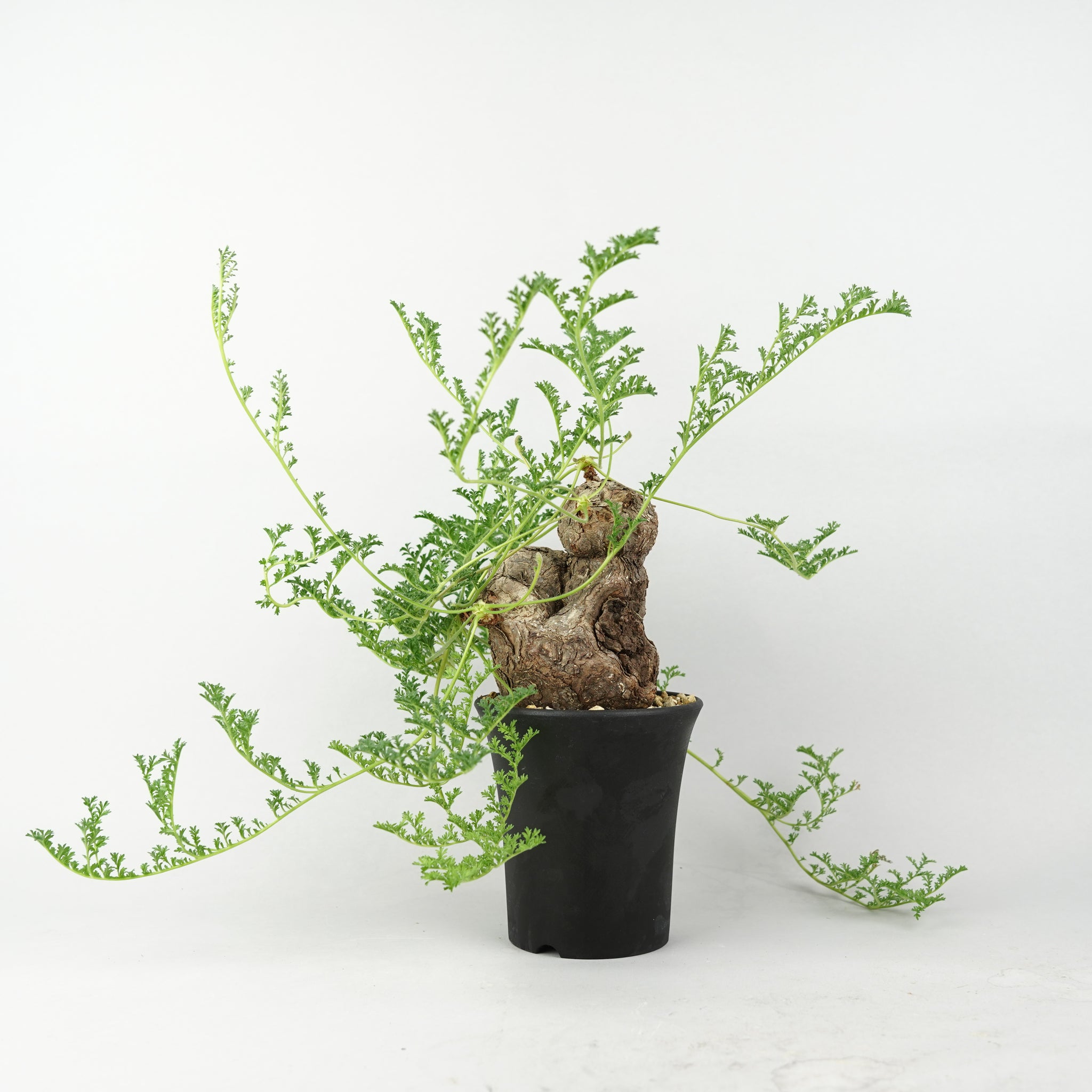 ペラルゴニウム・トリステ「Pelargonium Triste」/PL0088