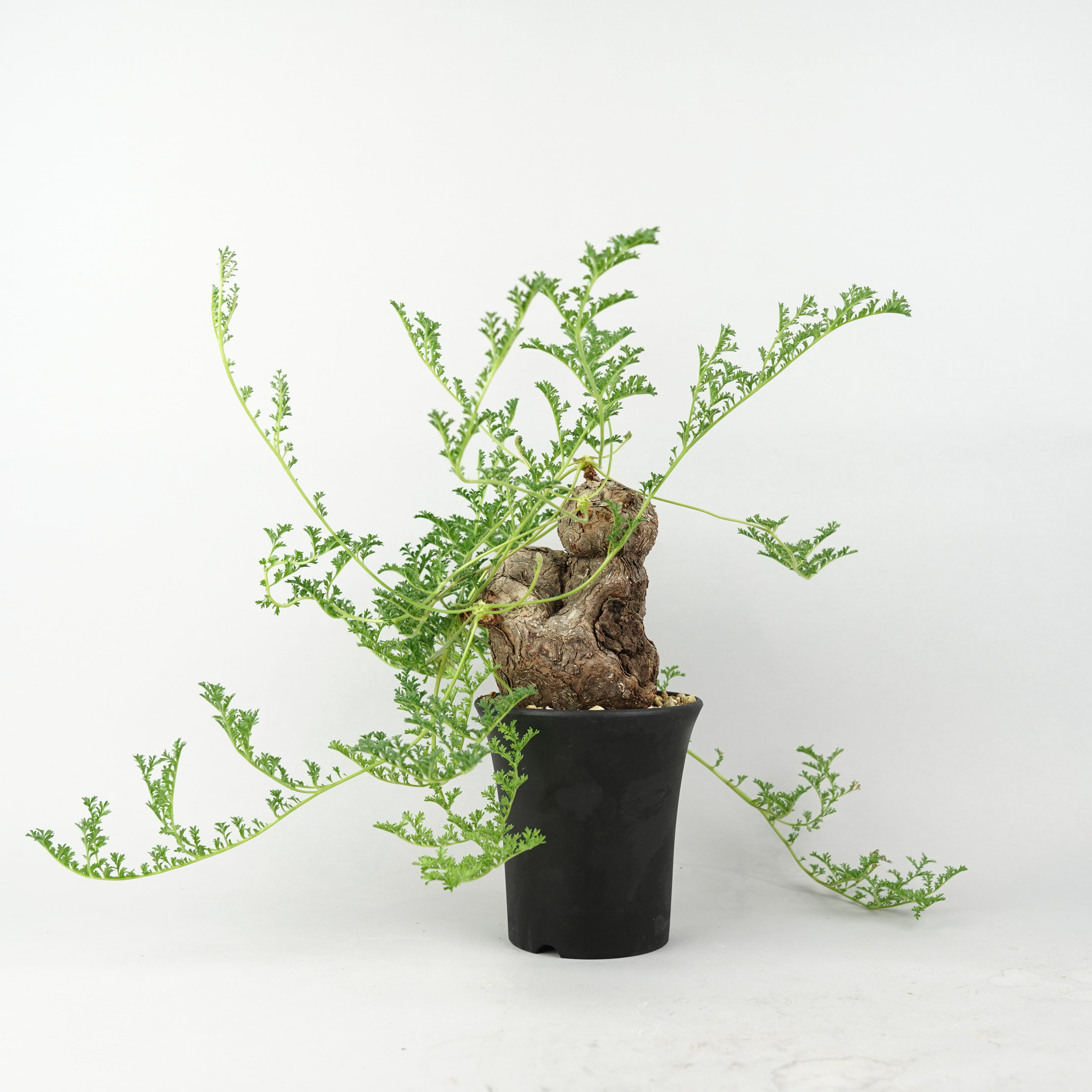 ペラルゴニウム トリステ ペラルゴニウム・トリステ「Pelargonium Triste」/PL0088 – Hachi-8