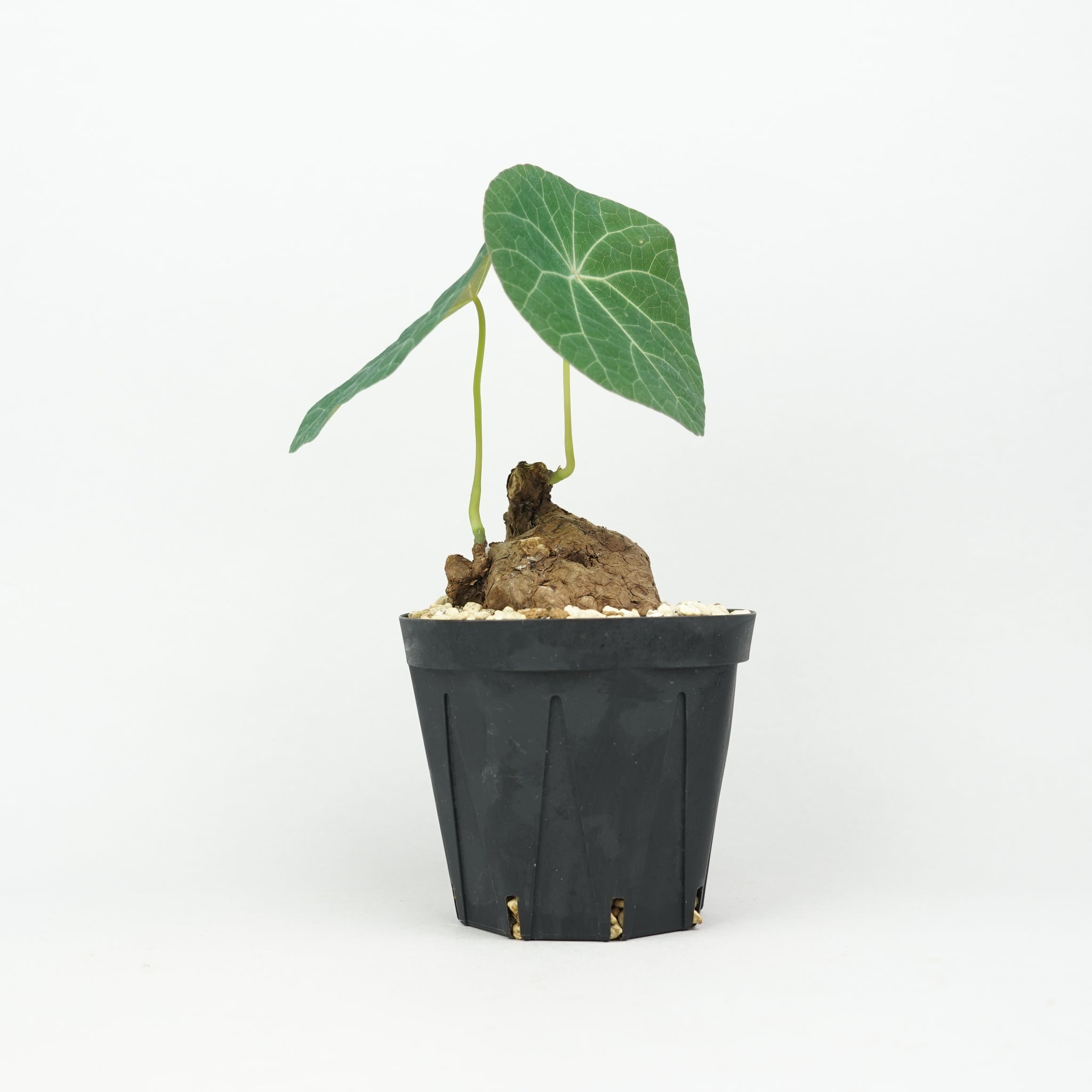 植物/ステファニア/すべて – Hachi-8