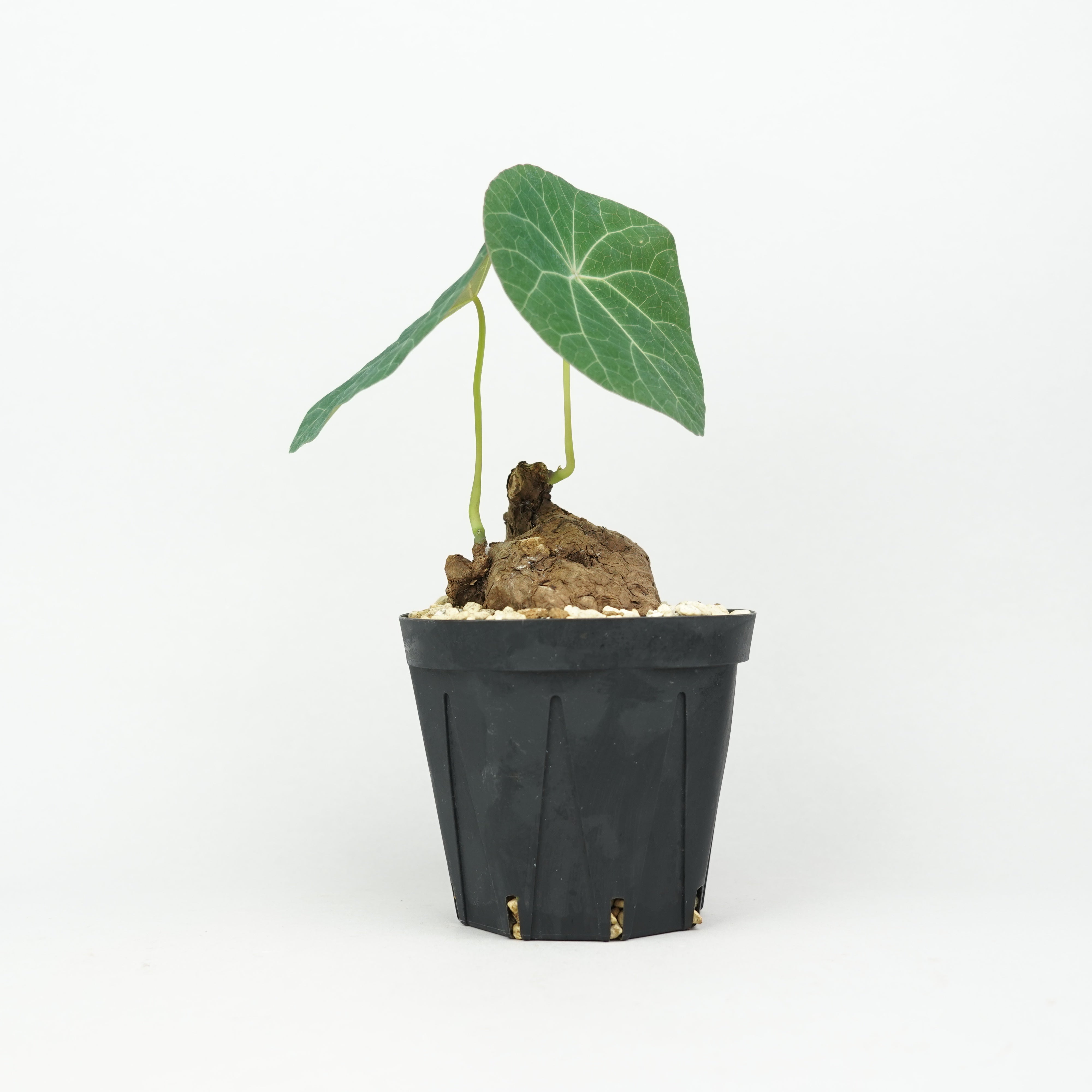 ステファニア　カウィーサキー 植物/ステファニア・スベローサ/カウィーサキー – Hachi-8