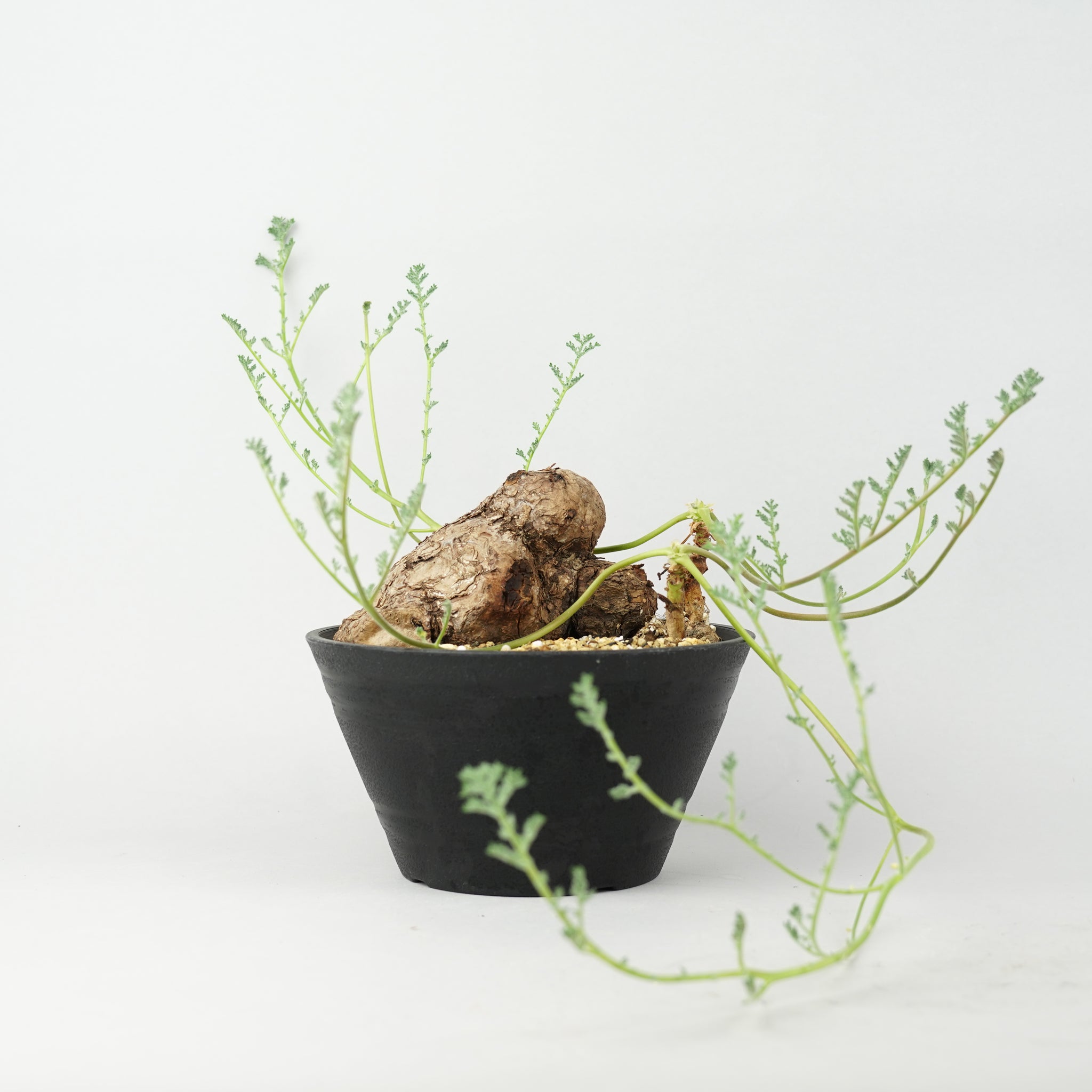 ペラルゴニウム・トリステ「Pelargonium Triste」/PL0091