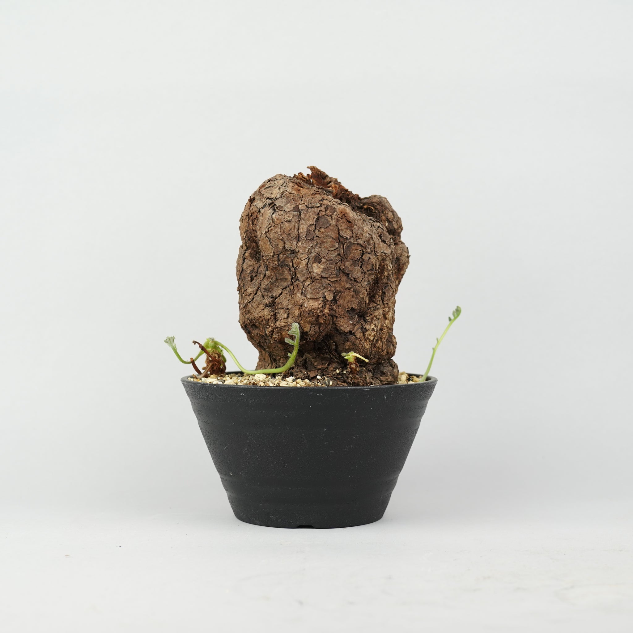 ペラルゴニウム・トリステ「Pelargonium Triste」/PL0089