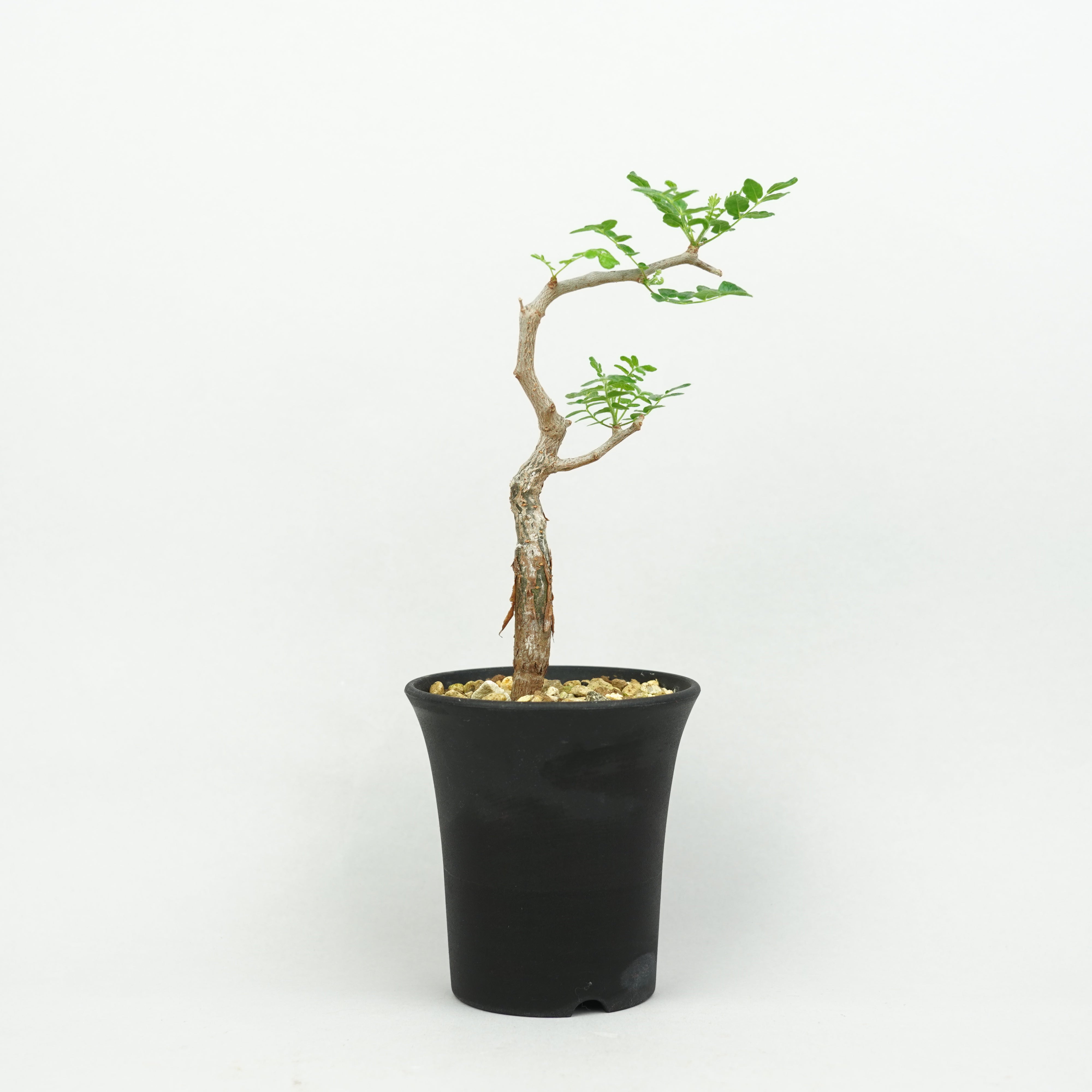 植物/灌木/コミフォラ – Hachi-8