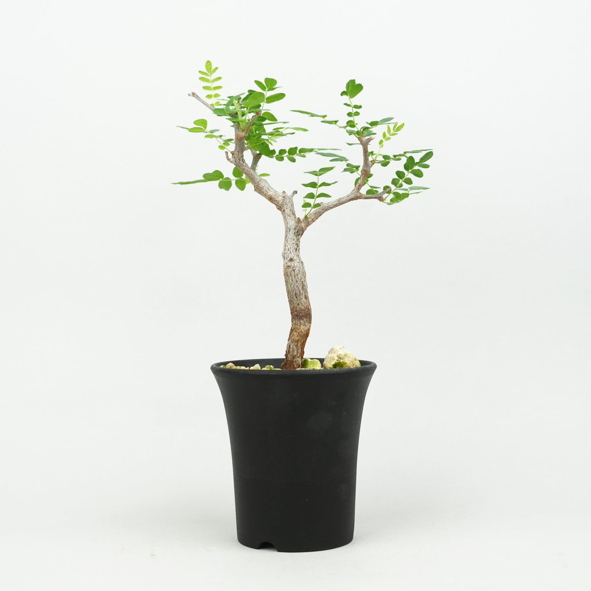 植物/灌木/コミフォラ – Hachi-8