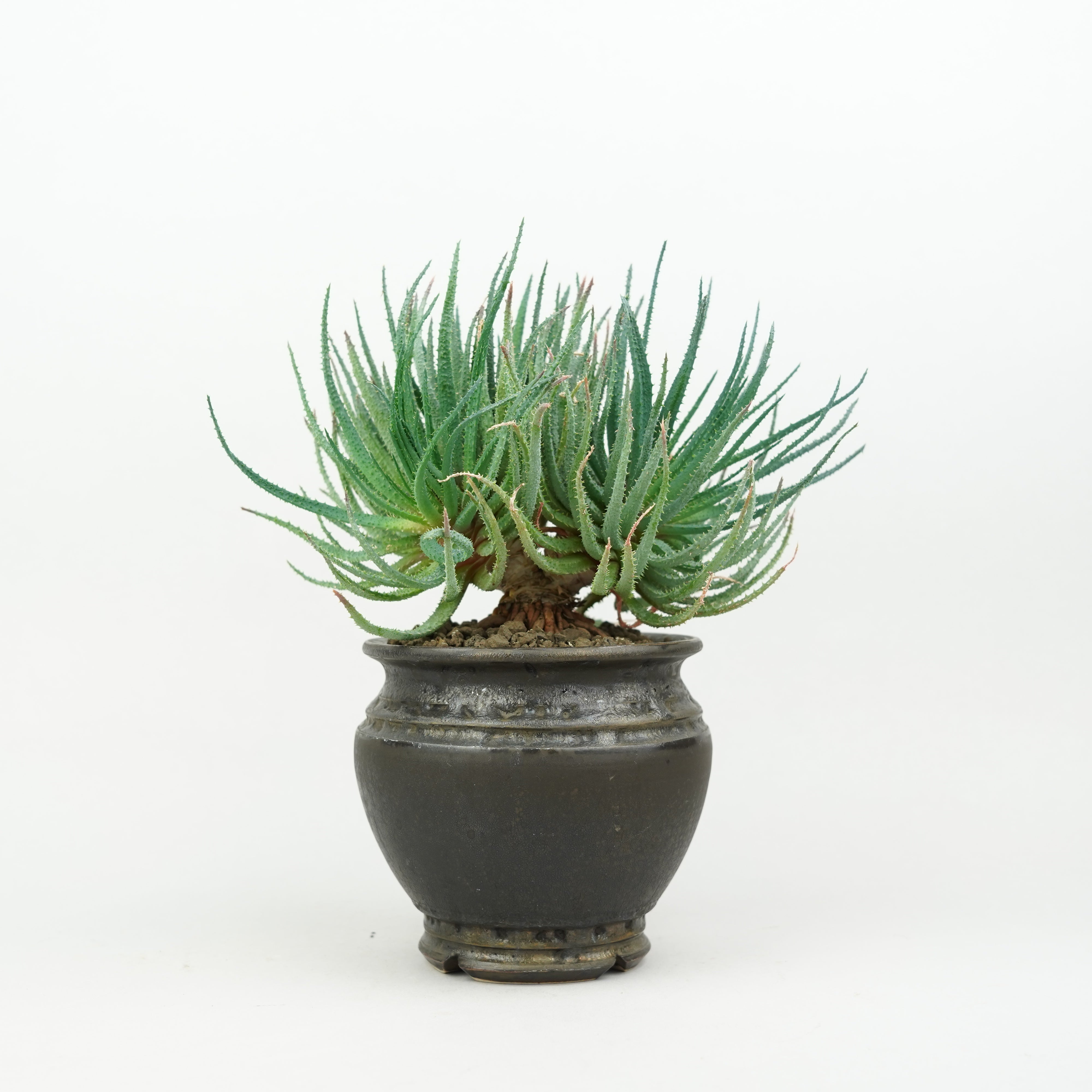 商品一覧/植栽商品 – Hachi-8