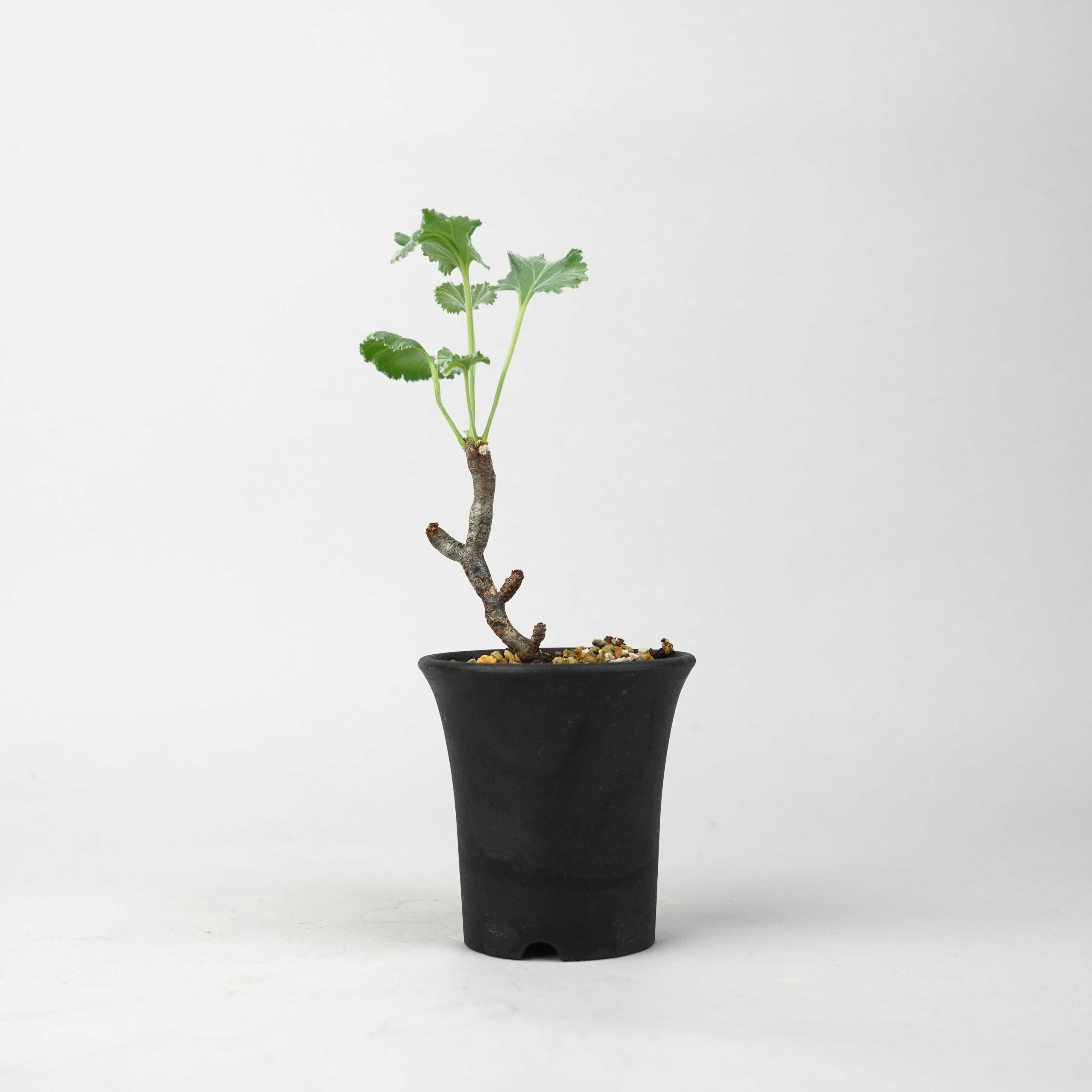 植物/冬型植物/ミラビレ – Hachi-8