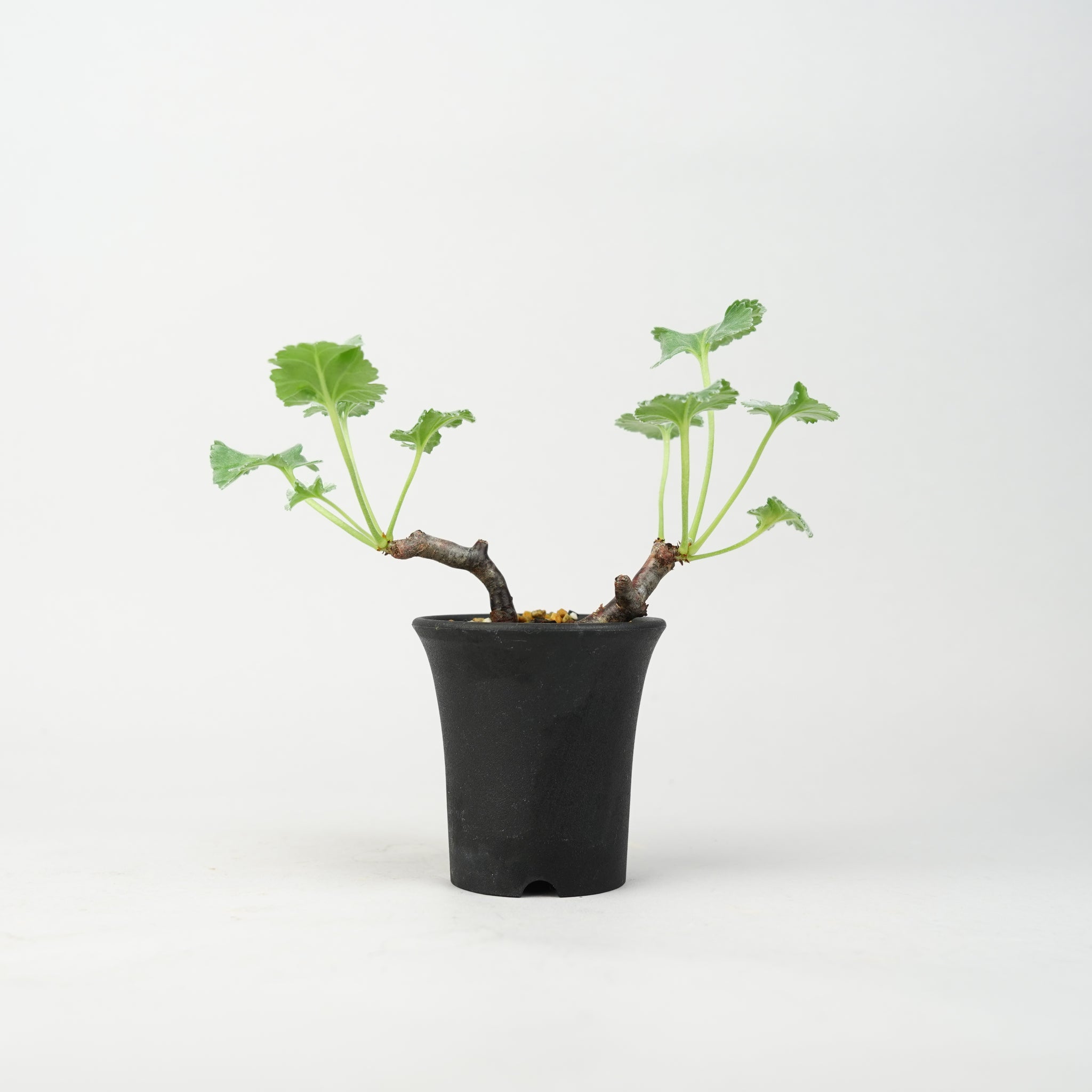 ペラルゴニウム・ミラビレ 「Pelargonium Mirabile」/ PL0171