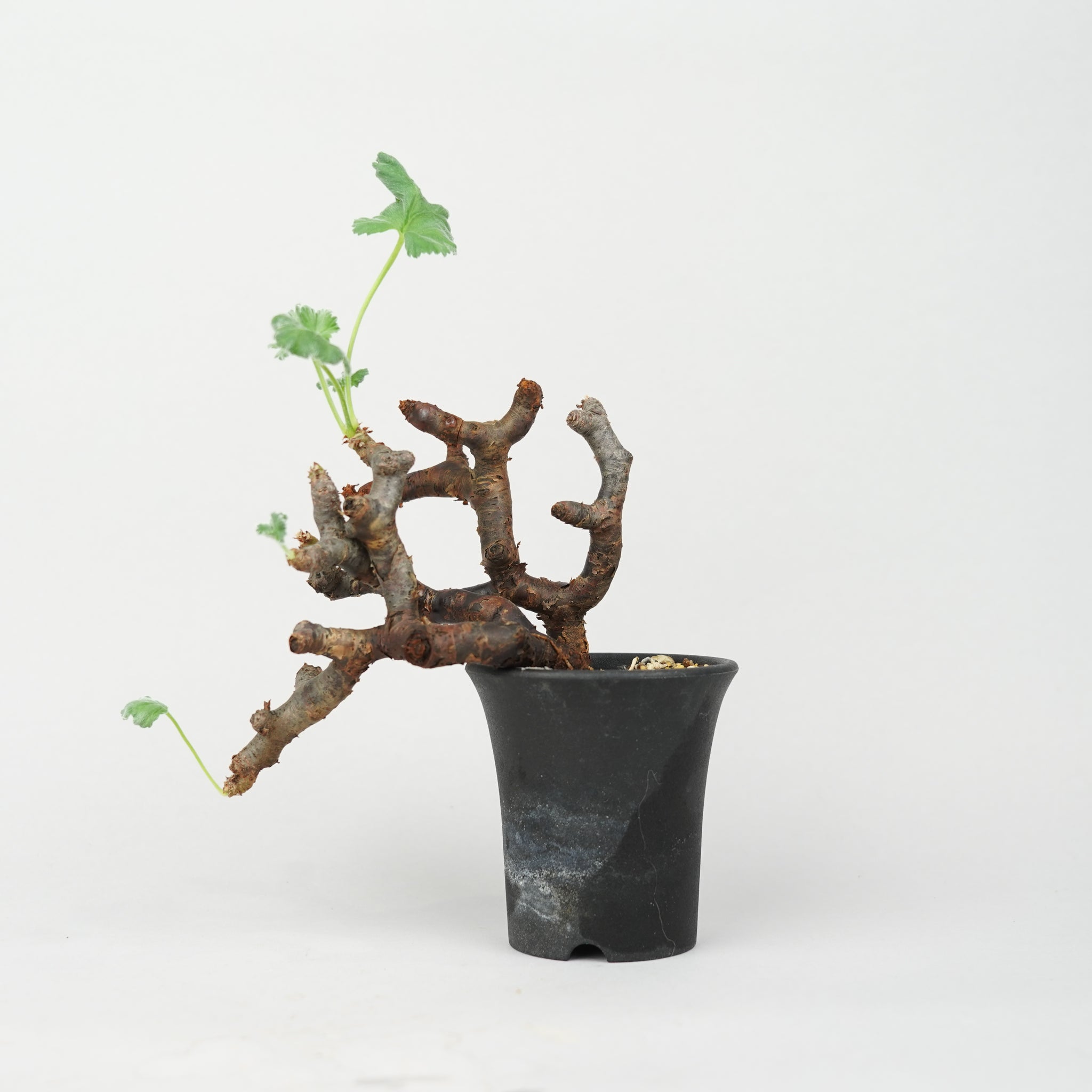 ペラルゴニウム・ミラビレ 「Pelargonium Mirabile」/ PL0096