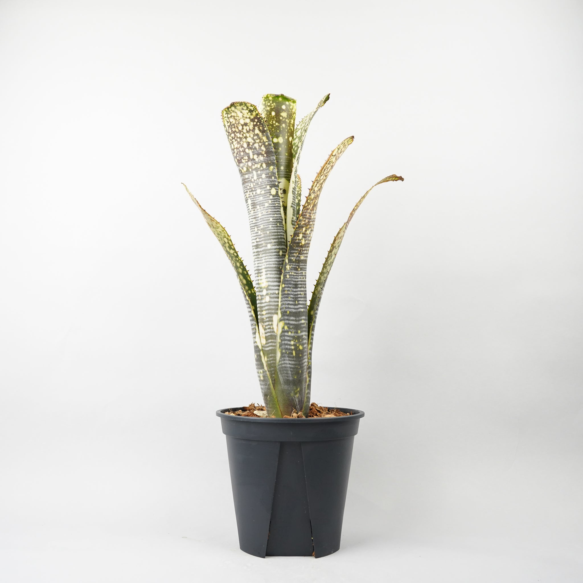 ビルベルギア カルサイト「Billbergia Calcite」/TA0010