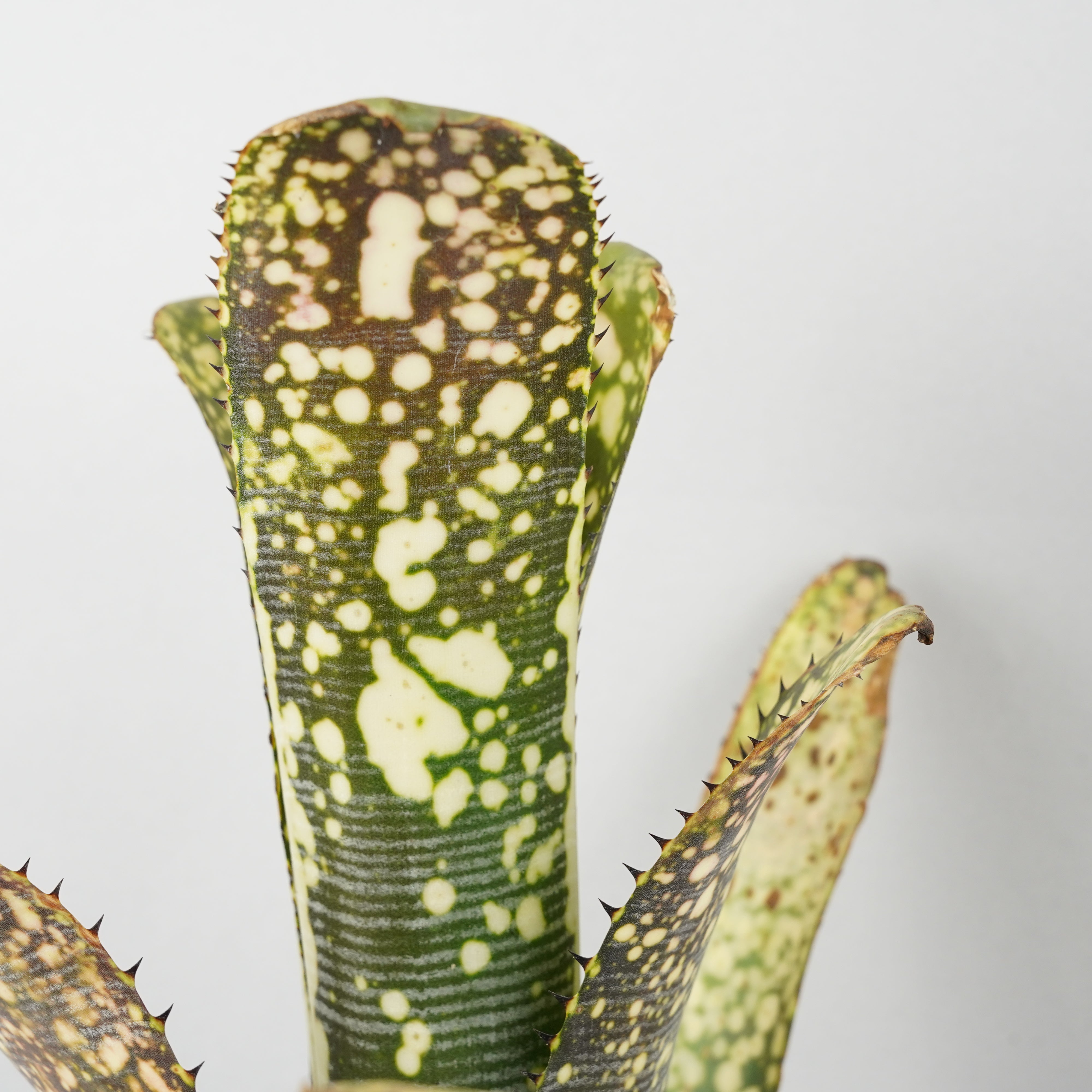 Billbergia calcite ビルベルギア カルサイト sold out