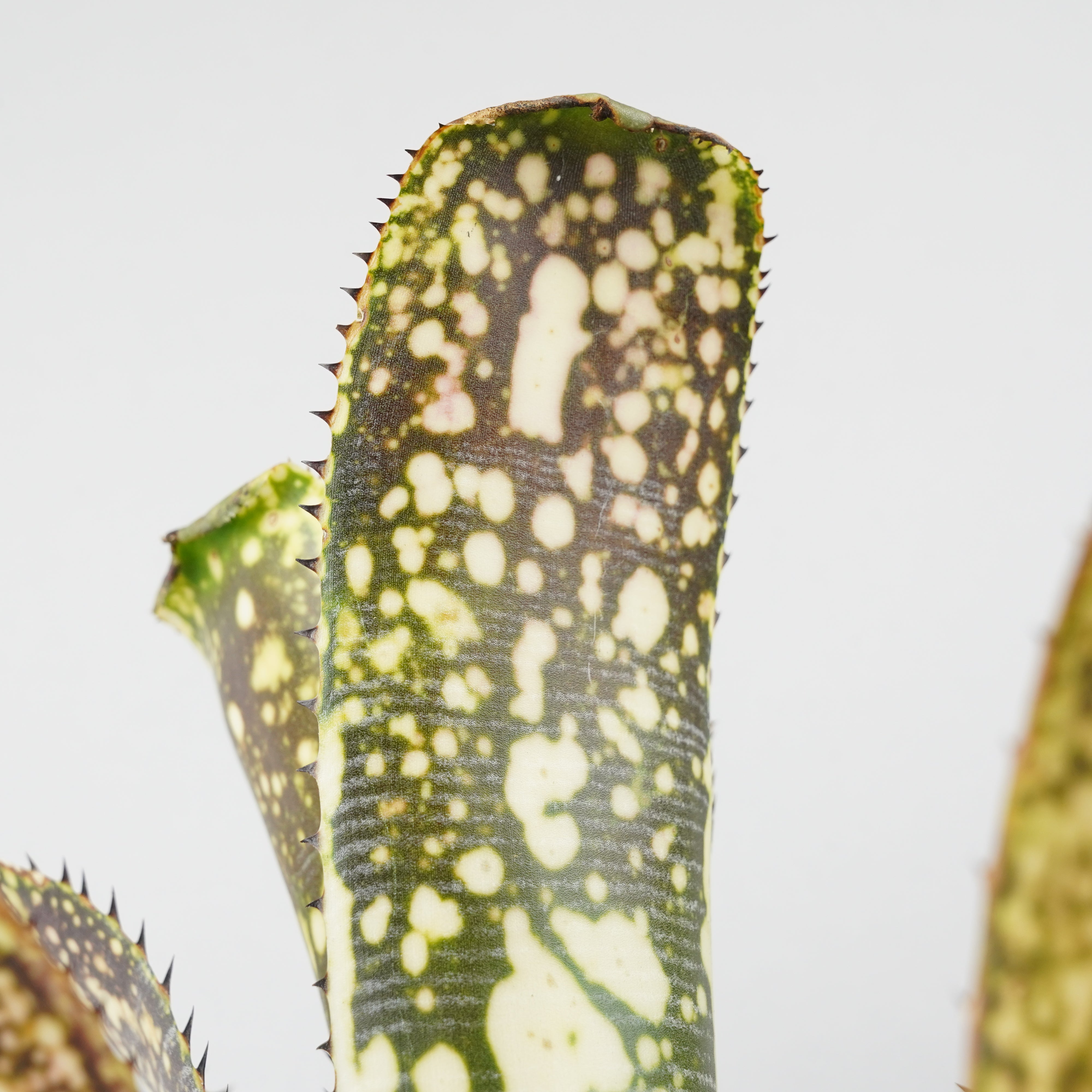 ビルベルギア カルサイト「Billbergia Calcite」/TA0010 – Hachi-8