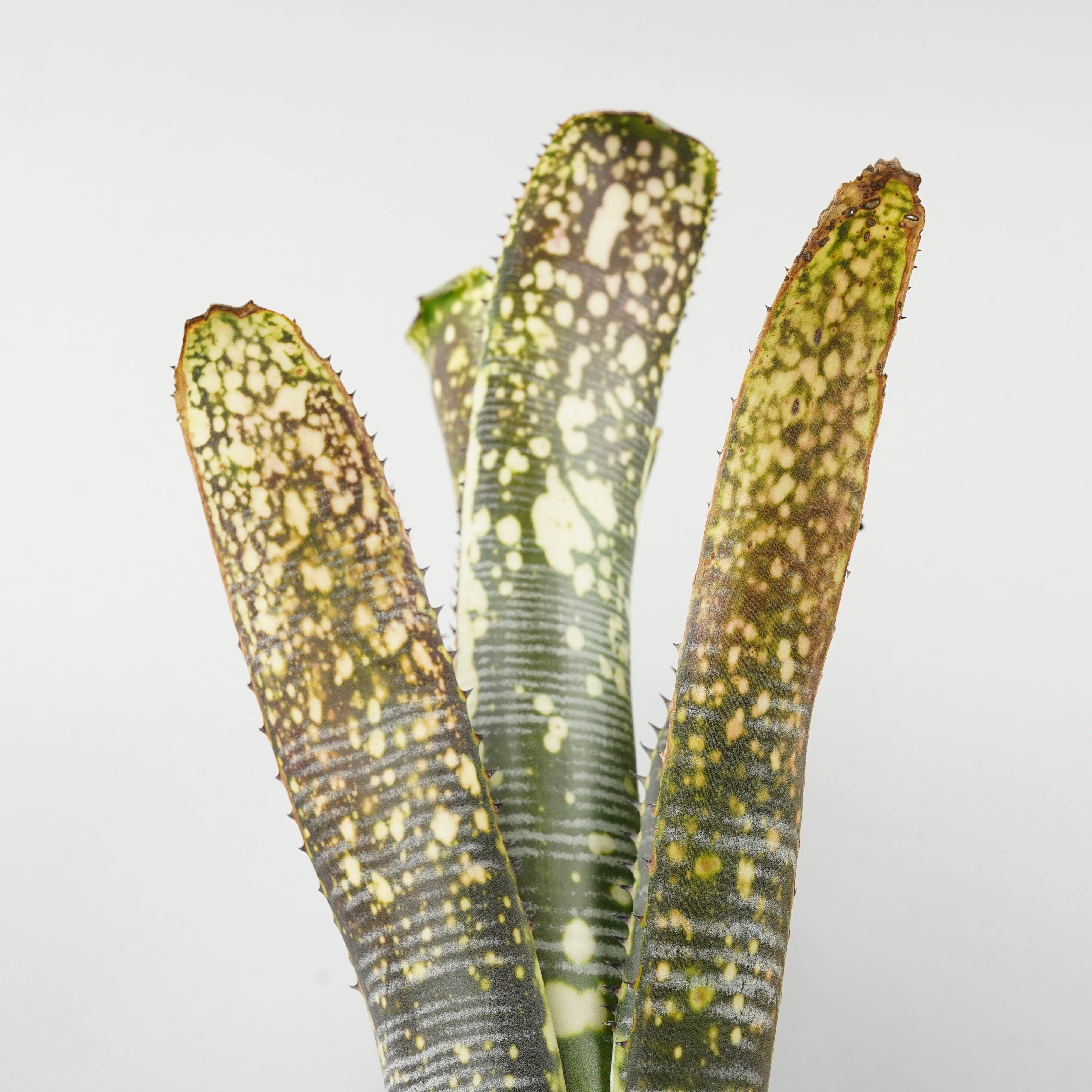 【ビルス】タビビトノキ【premium】 ビルベルギア カルサイト「Billbergia Calcite」/TA0011 – Hachi-8