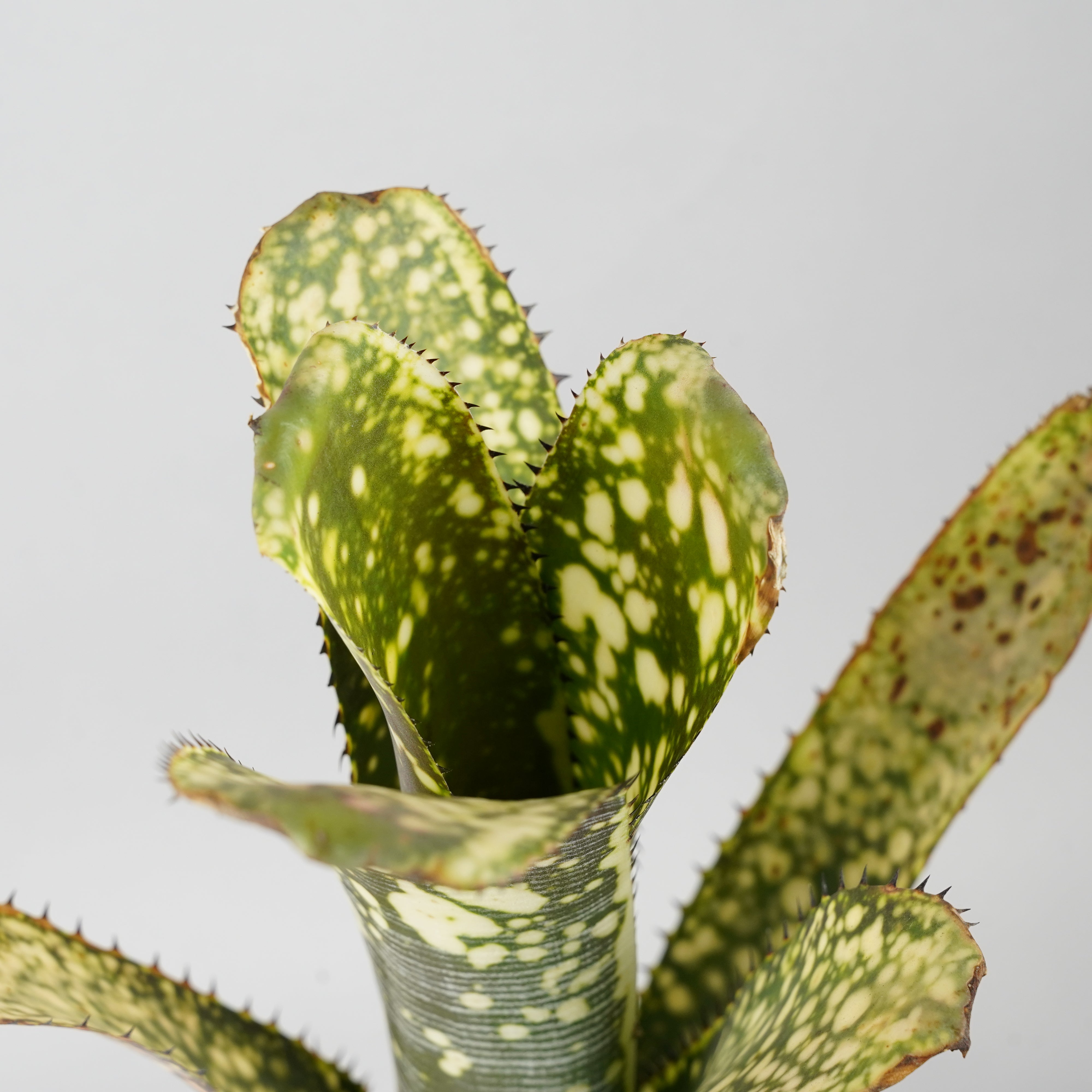 ビルベルギア カルサイト「Billbergia Calcite」/TA0010 – Hachi-8