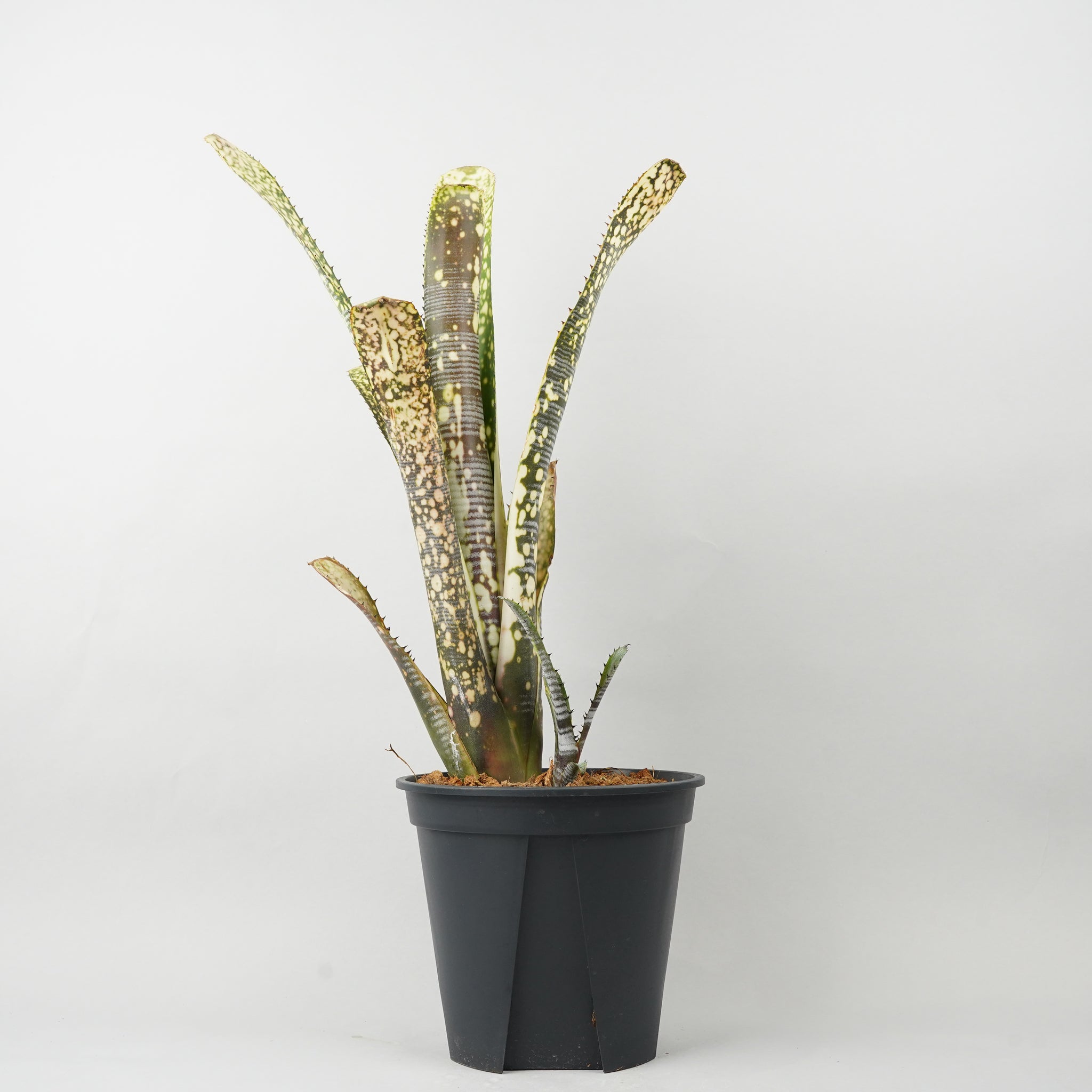 ビルベルギア カルサイト「Billbergia Calcite」/TA0011