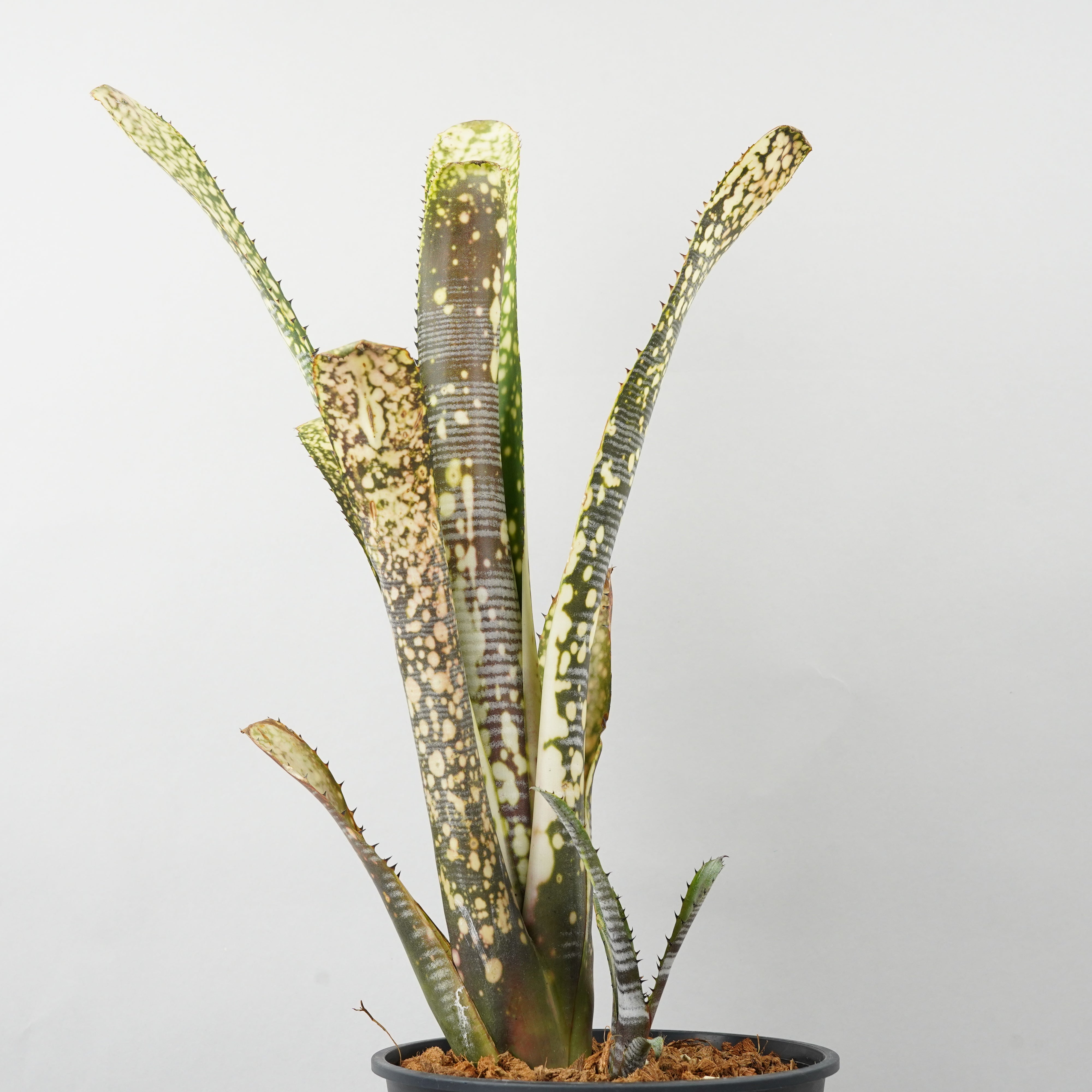 ビルベルギア カルサイト「Billbergia Calcite」/TA0011 – Hachi-8