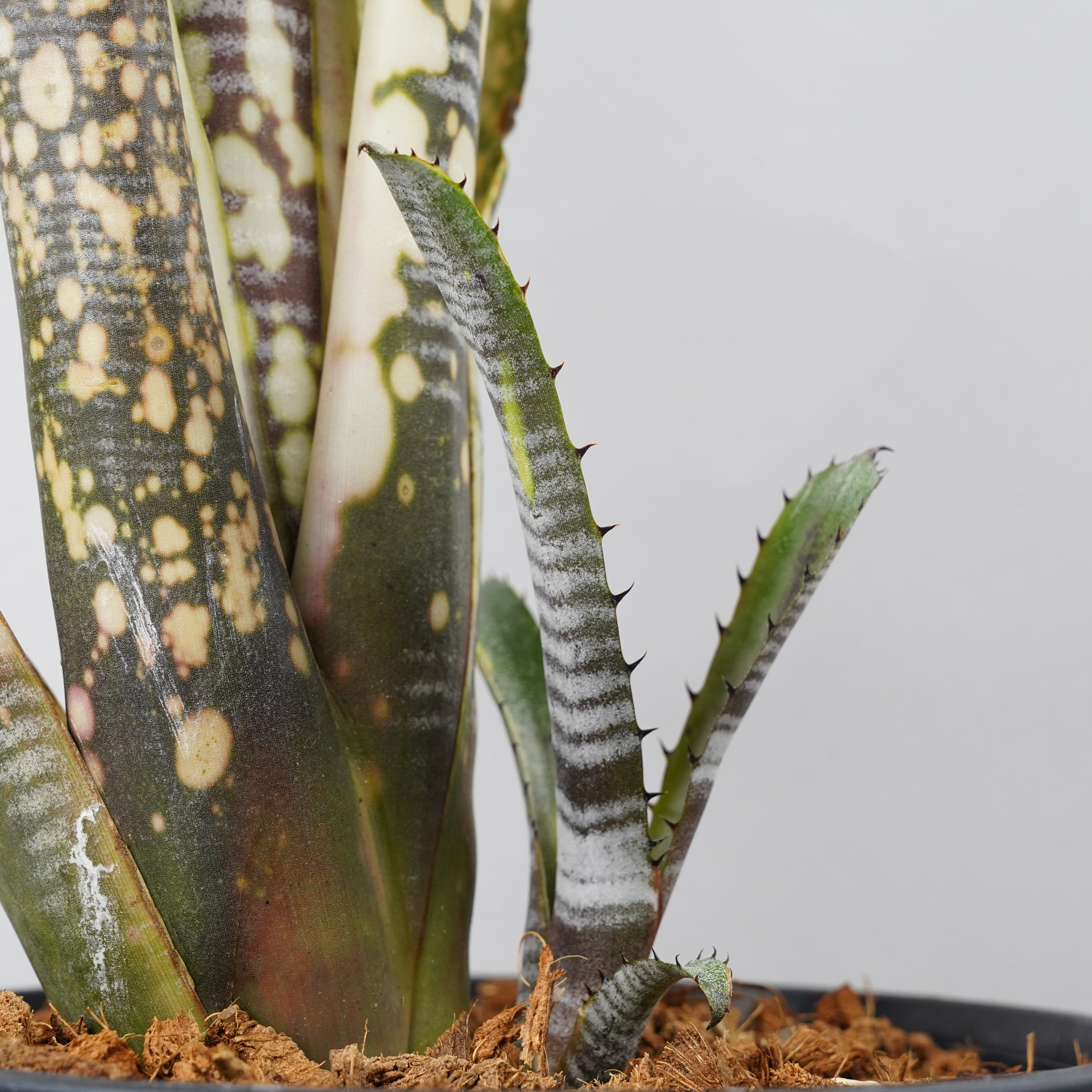 ブロメリア・エアープランツ Billbergia Calcite ブロメリア・エアー