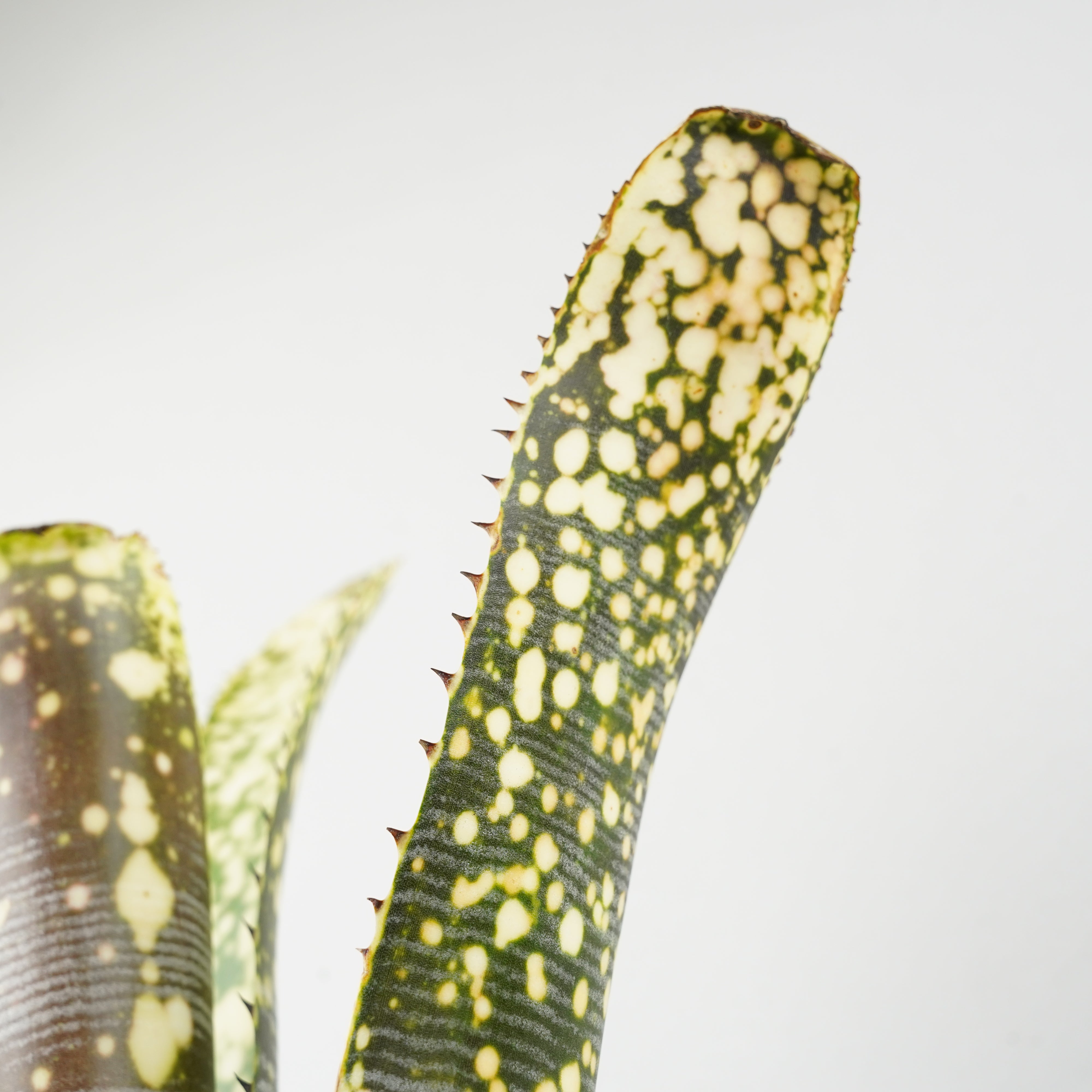 Billbergia 'Calcite'〔ビルベルギア〕現品発送B303 ビルベルギア カルサイト「Billbergia Calcite」/TA0010 – Hachi-8