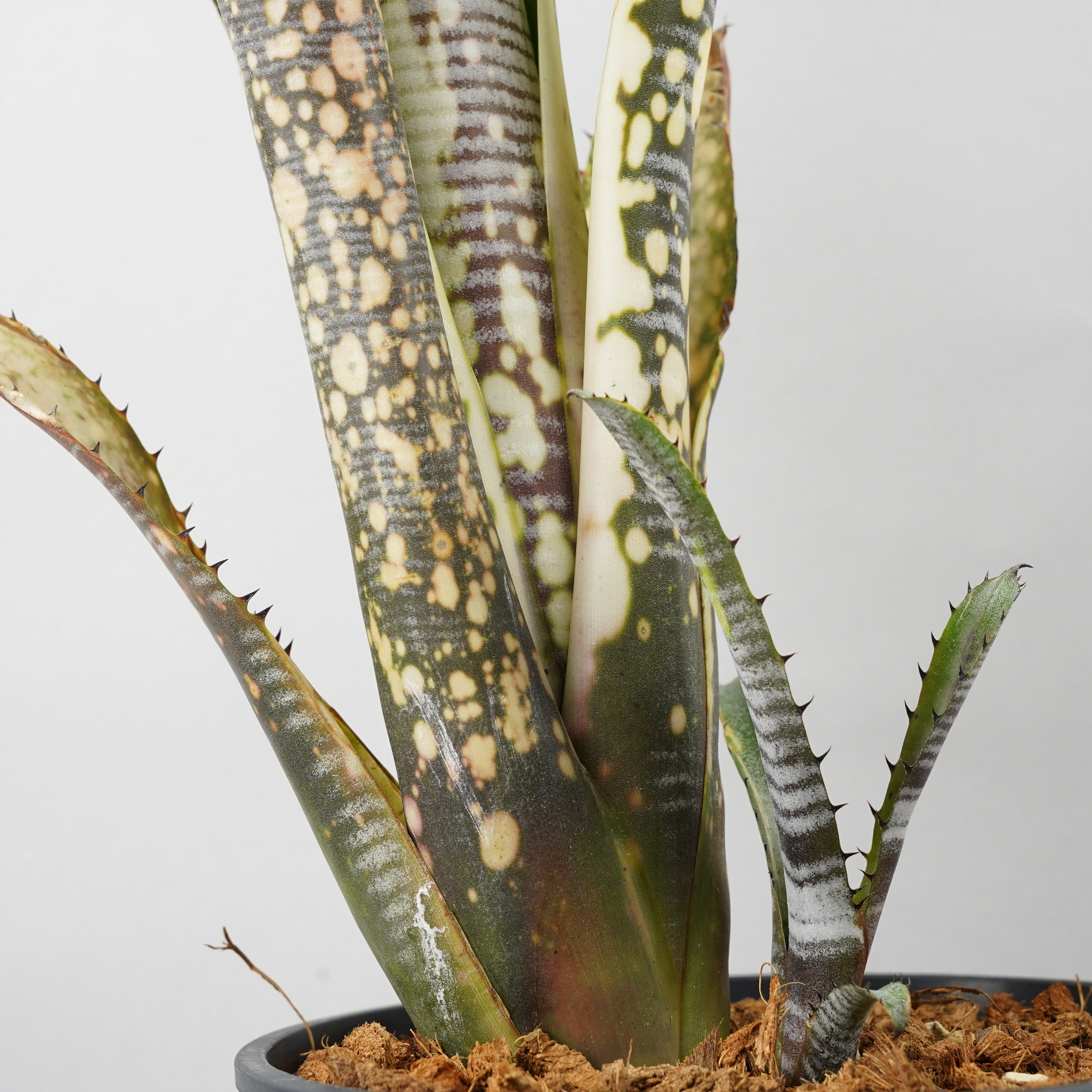 ブロメリア・エアープランツ Billbergia calcite ビルベルギア カルサイト「Billbergia Calcite」/TA0011 – Hachi-8