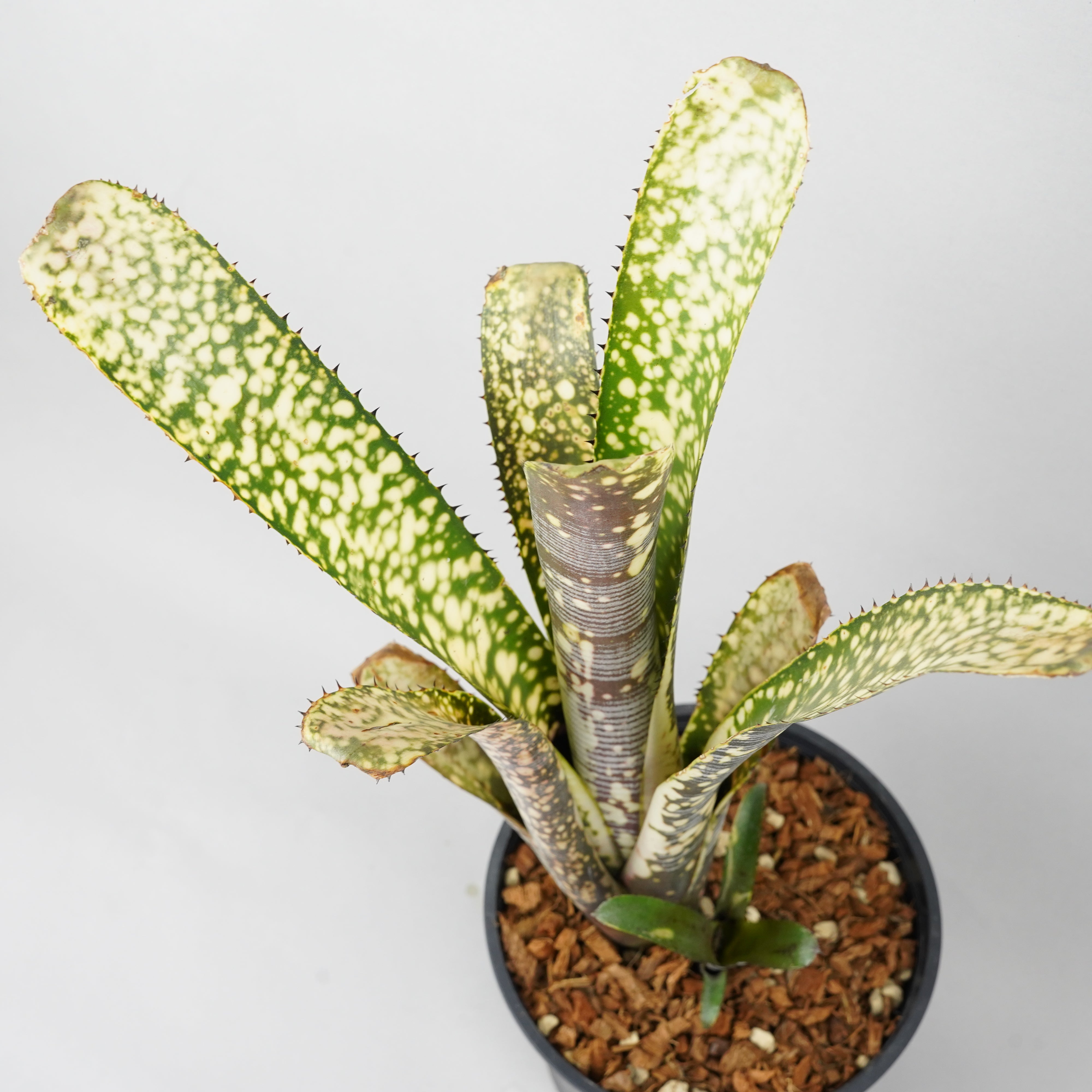 【ビルス】タビビトノキ【premium】 ビルベルギア カルサイト「Billbergia Calcite」/TA0011 – Hachi-8