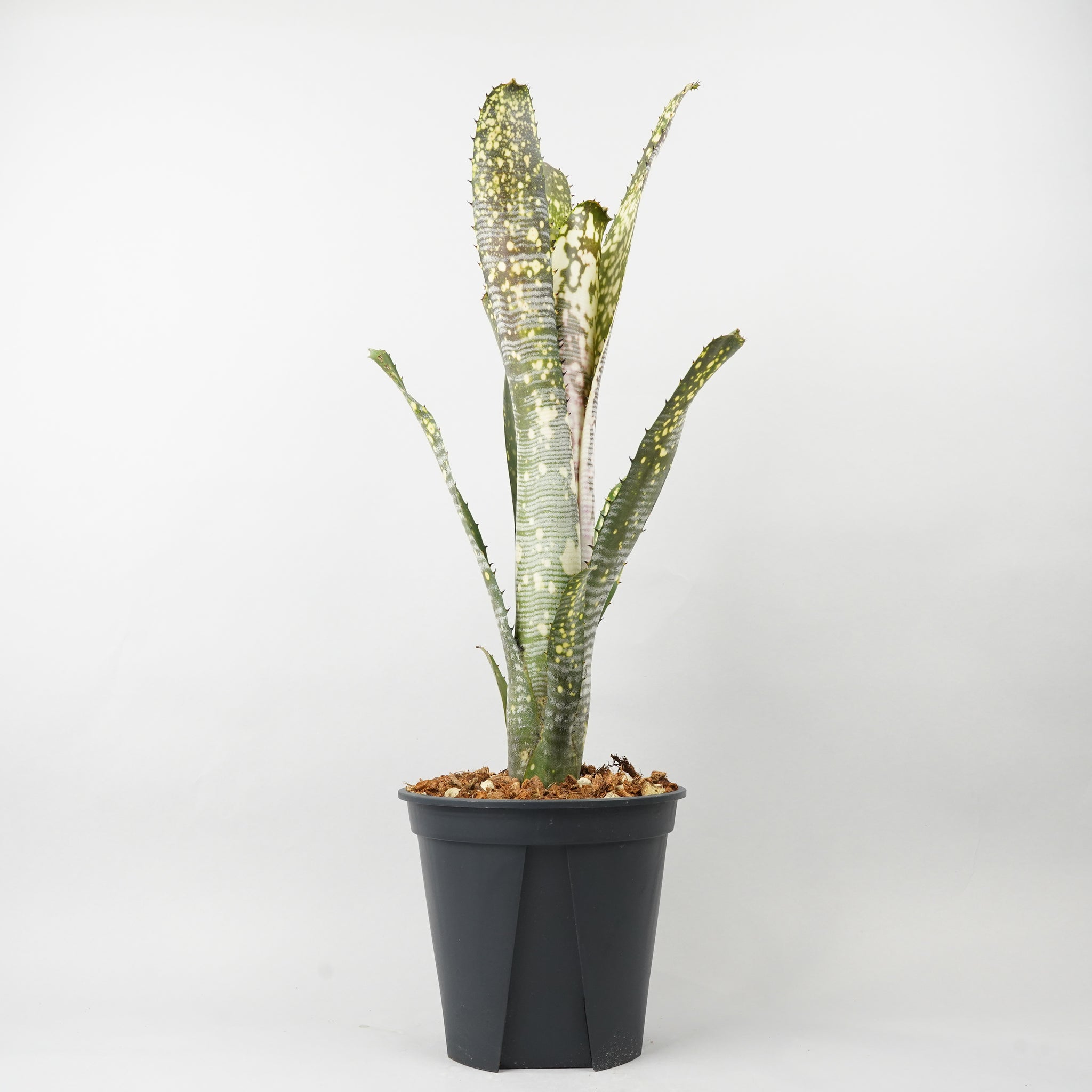 ビルベルギア カルサイト「Billbergia Calcite」/TA0012