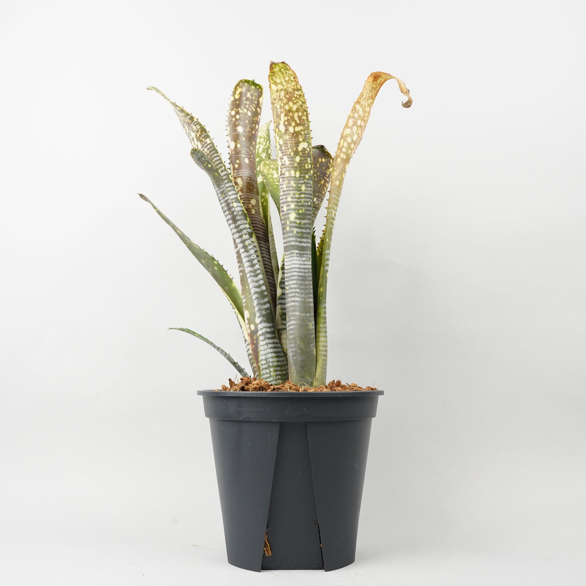 ビルベルギア カルサイト「Billbergia Calcite」/TA0013