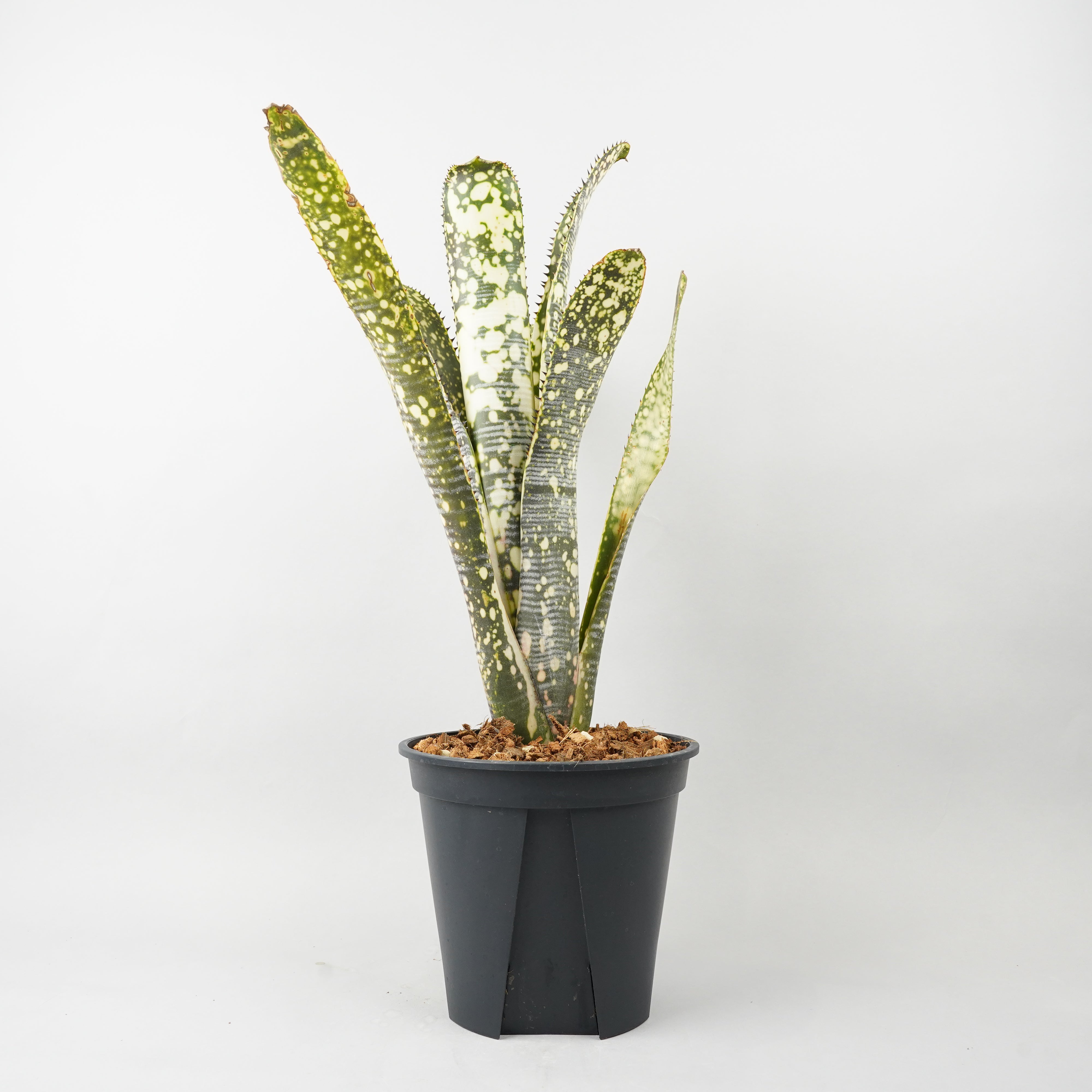 HACHI-8公式】ビルベルギア（Billbergia） -鉢と植物の専門店