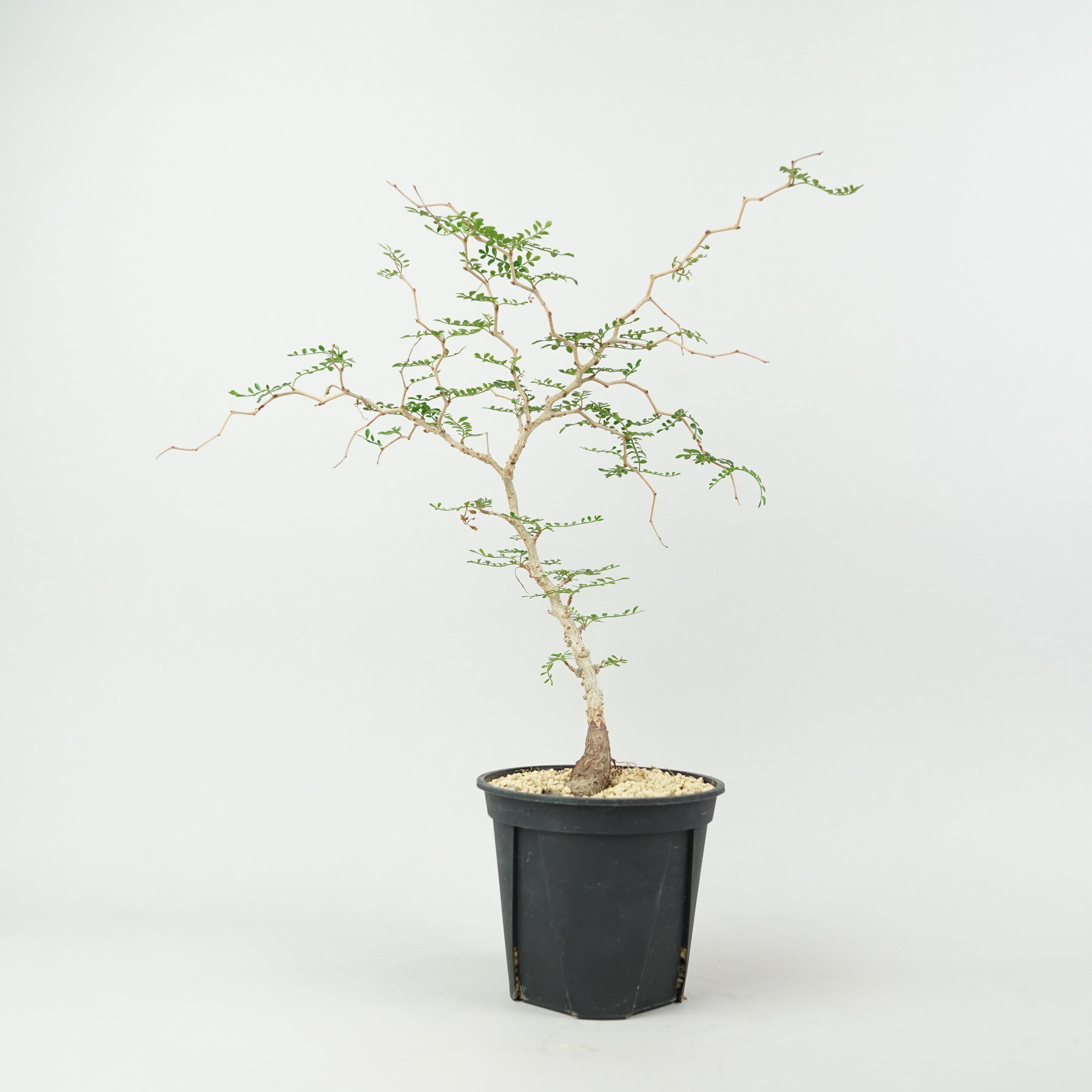 植物/オペルクリカリア/パキプス実生・根差し – Hachi-8