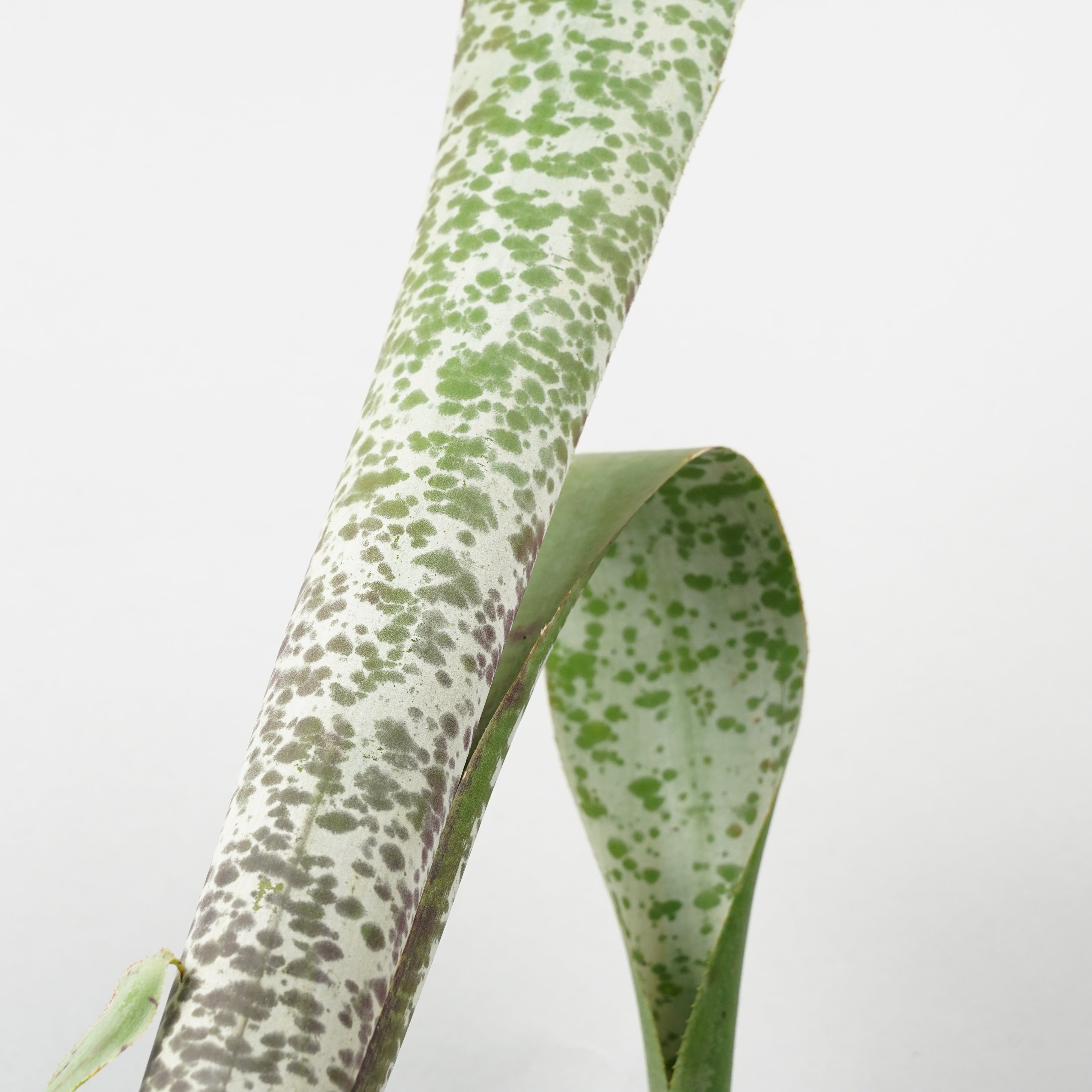 ケスネリア マルモラータ ティムプローマン ケスネリア マルモラータ ティムプローマン 「quesnelia marmorata