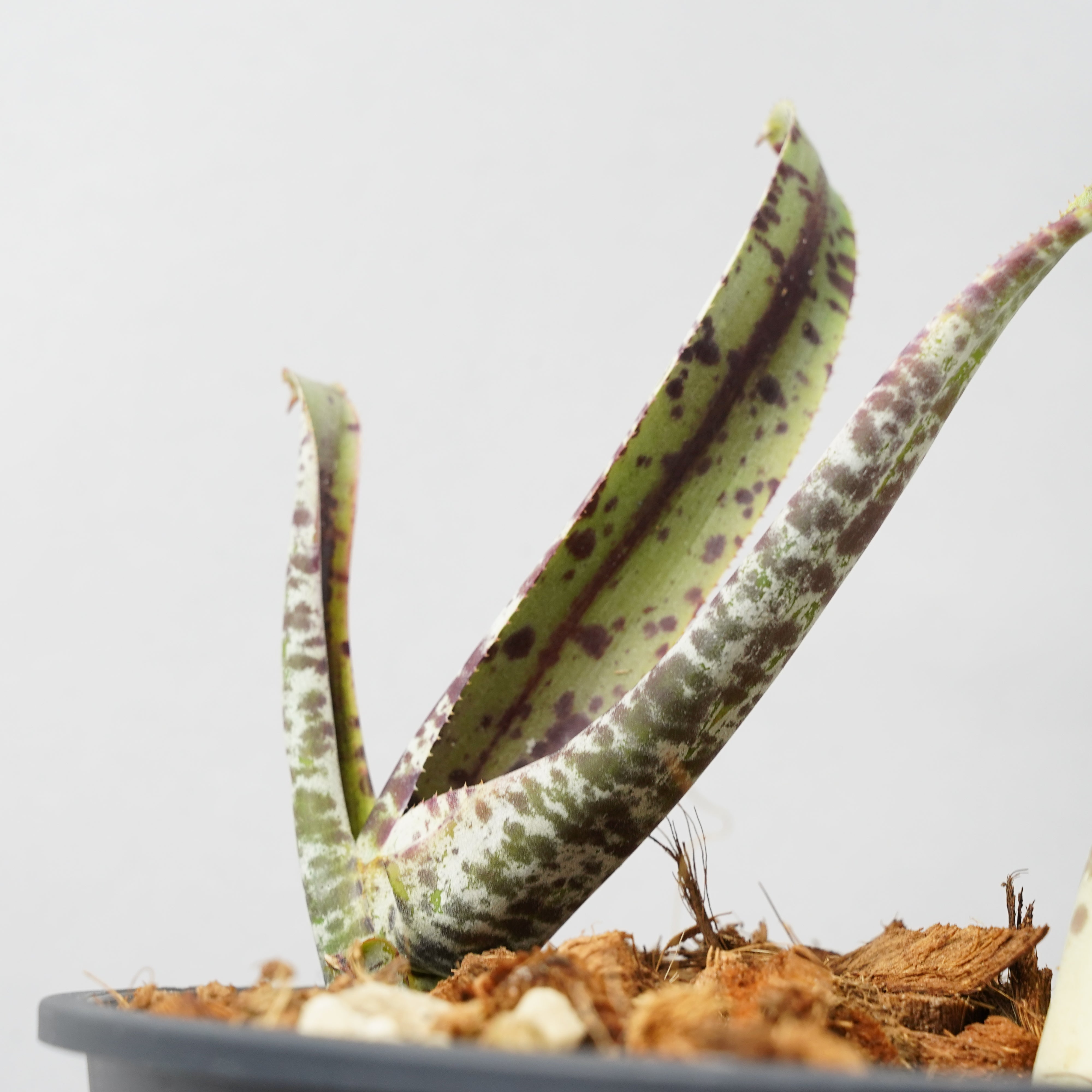 ケスネリア マルモラータ ティムプローマン 「quesnelia marmorata