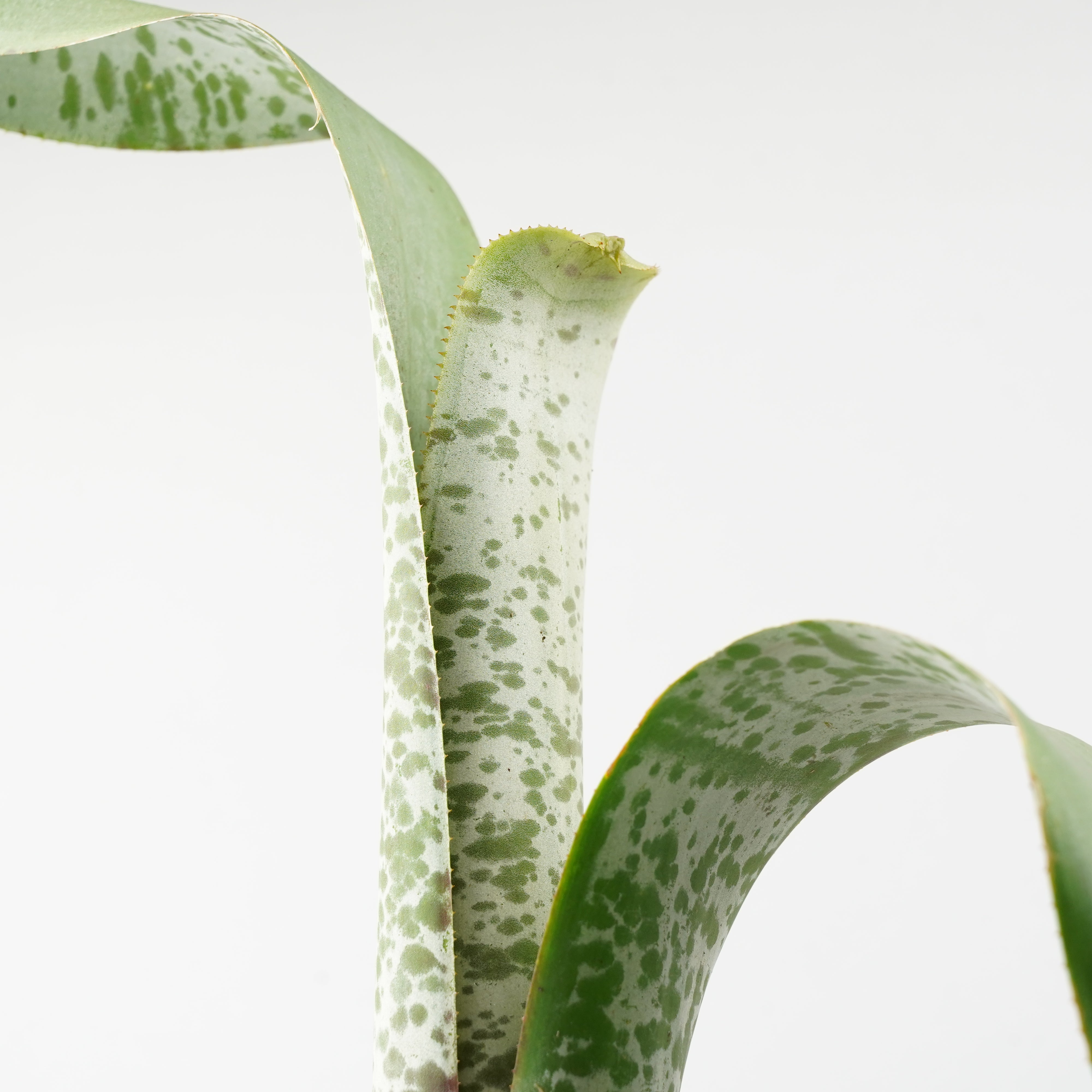 ケスネリア マルモラータ ティムプローマン 「quesnelia marmorata