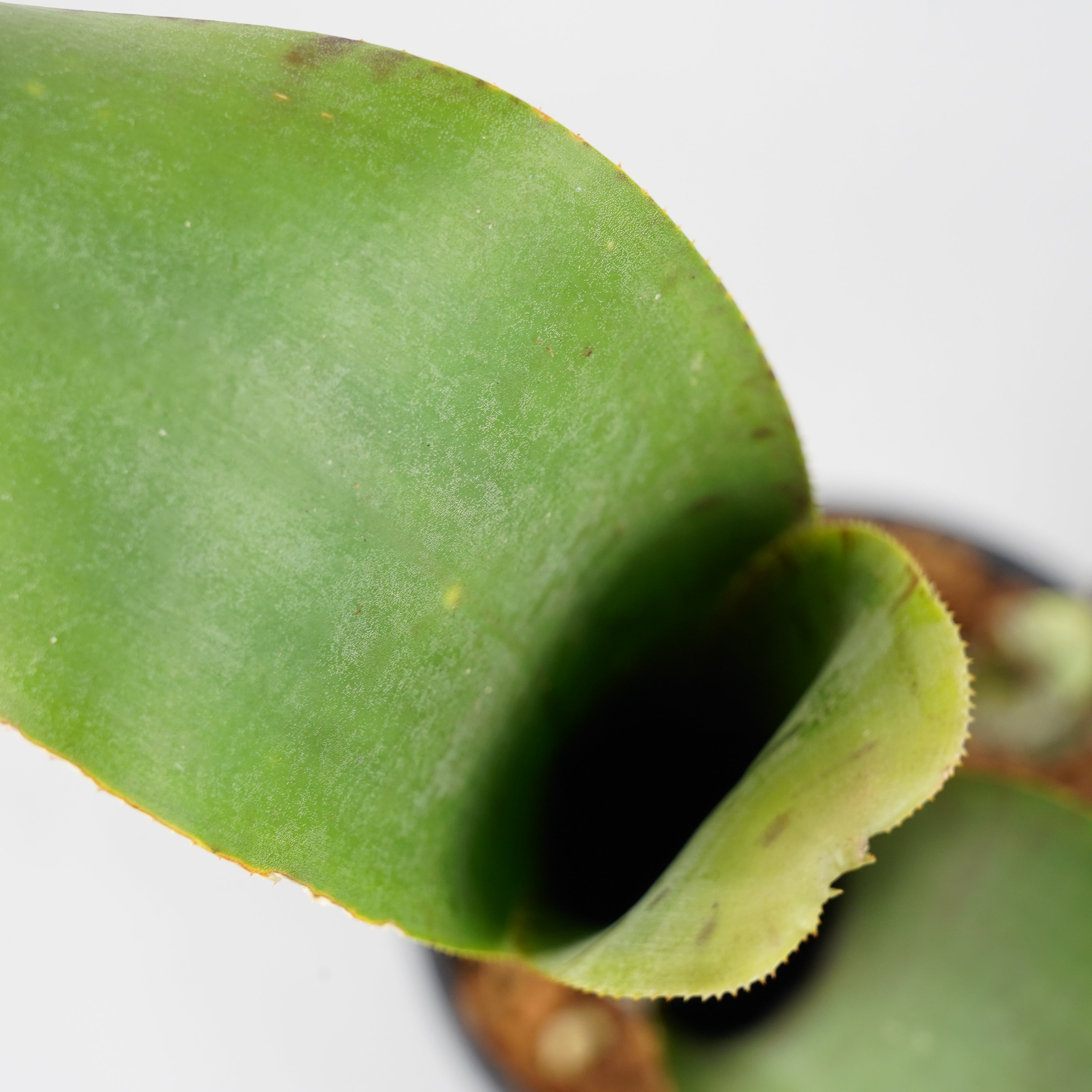 ケスネリア マルモラータ ティムプローマン 「quesnelia marmorata