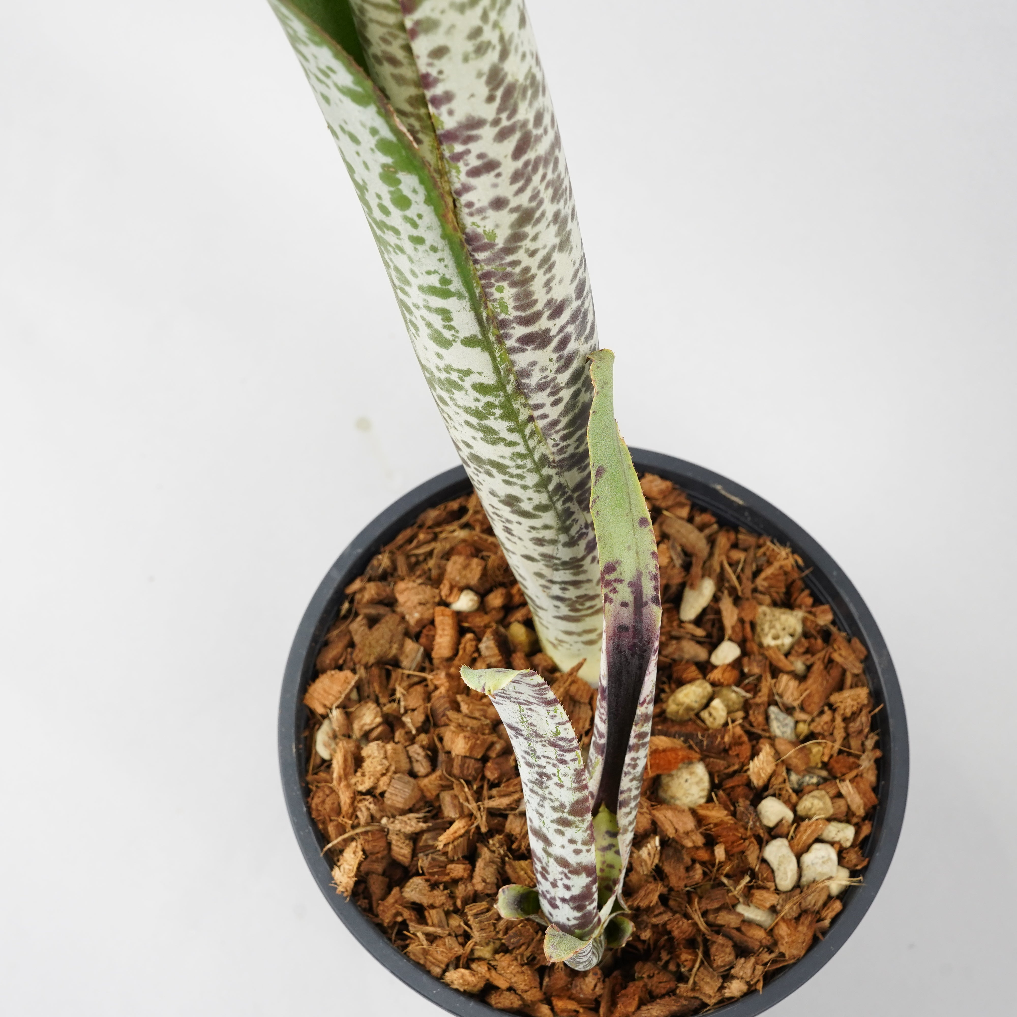 ケスネリア マルモラータ ティムプローマン 「quesnelia marmorata