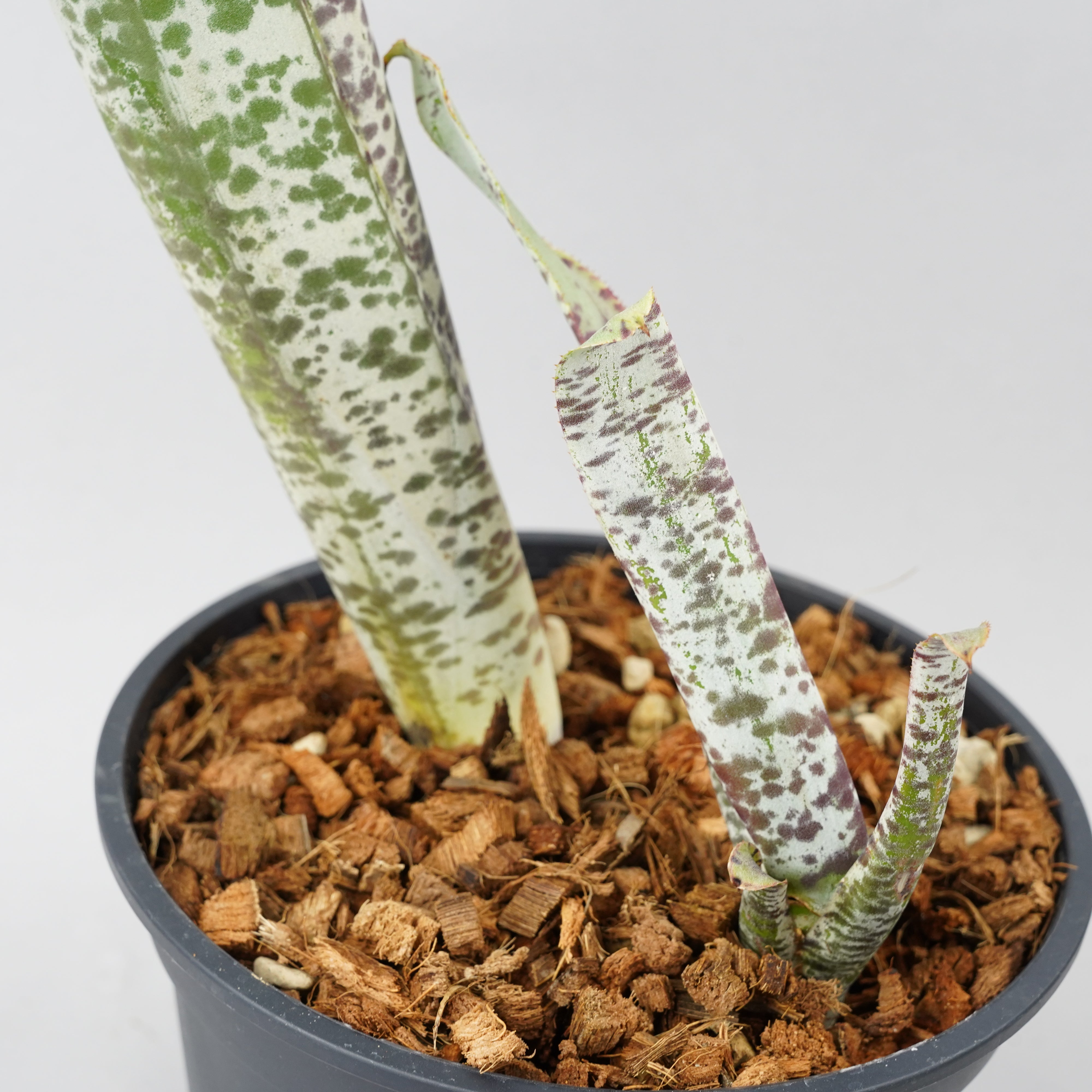 ケスネリア マルモラータ ティムプローマン 「quesnelia marmorata