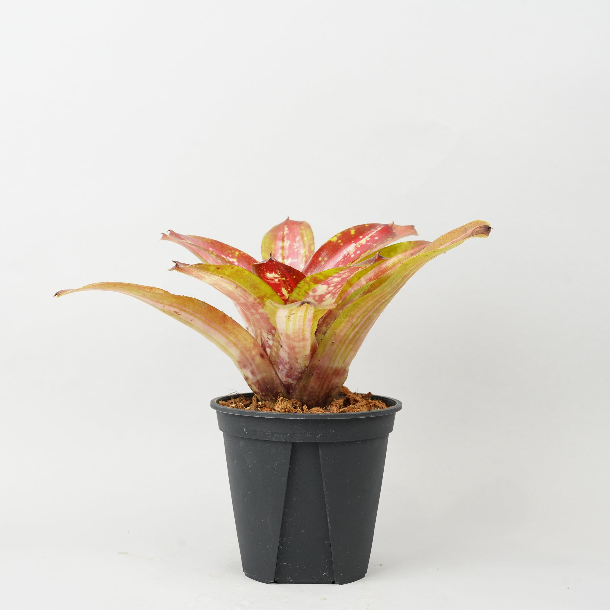 ネオレゲリア ブレイジングファイヤー 「Neoregelia 'Brazing Fire'」 TA0016