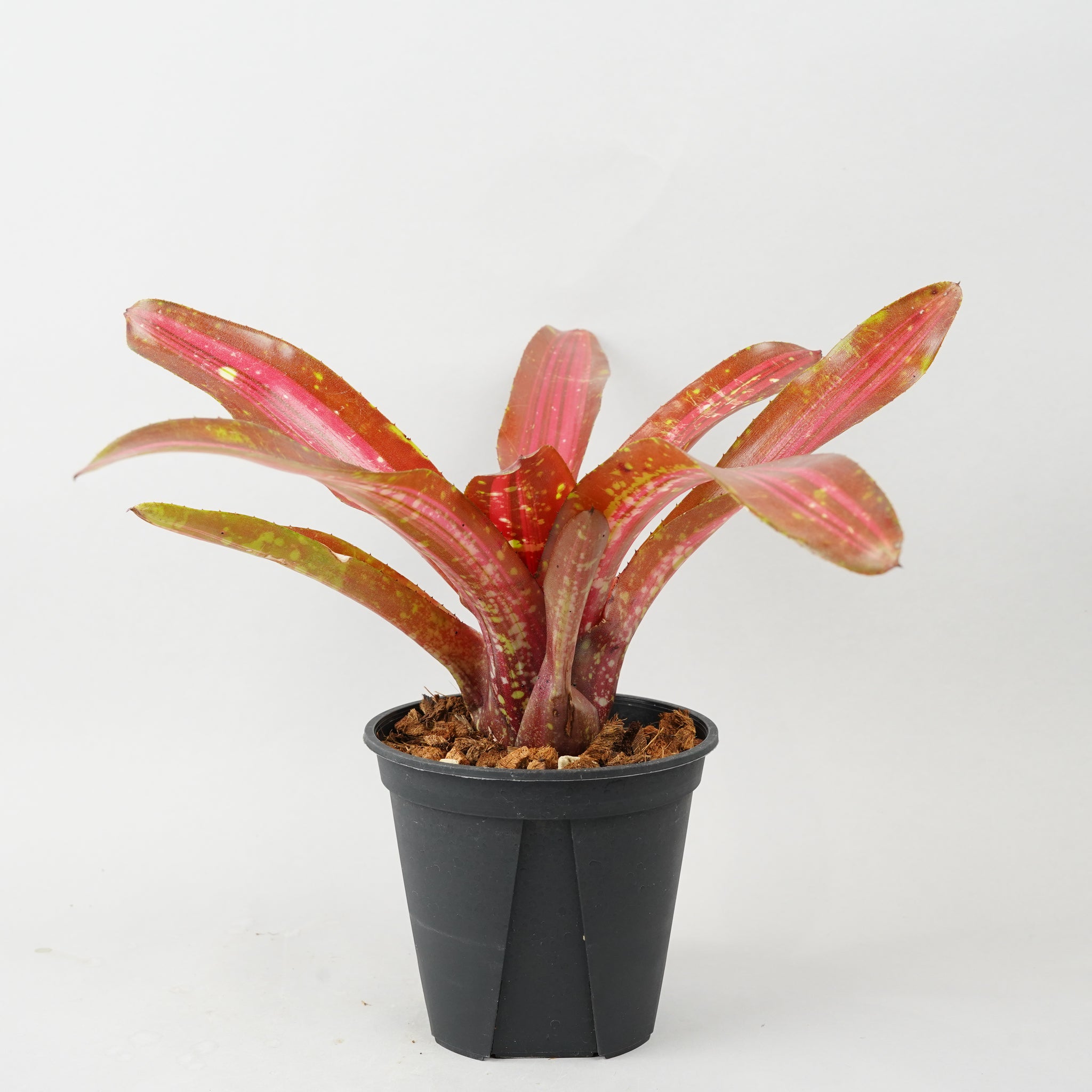 ネオレゲリア ブレイジングファイヤー 「Neoregelia 'Brazing Fire'」 TA0017