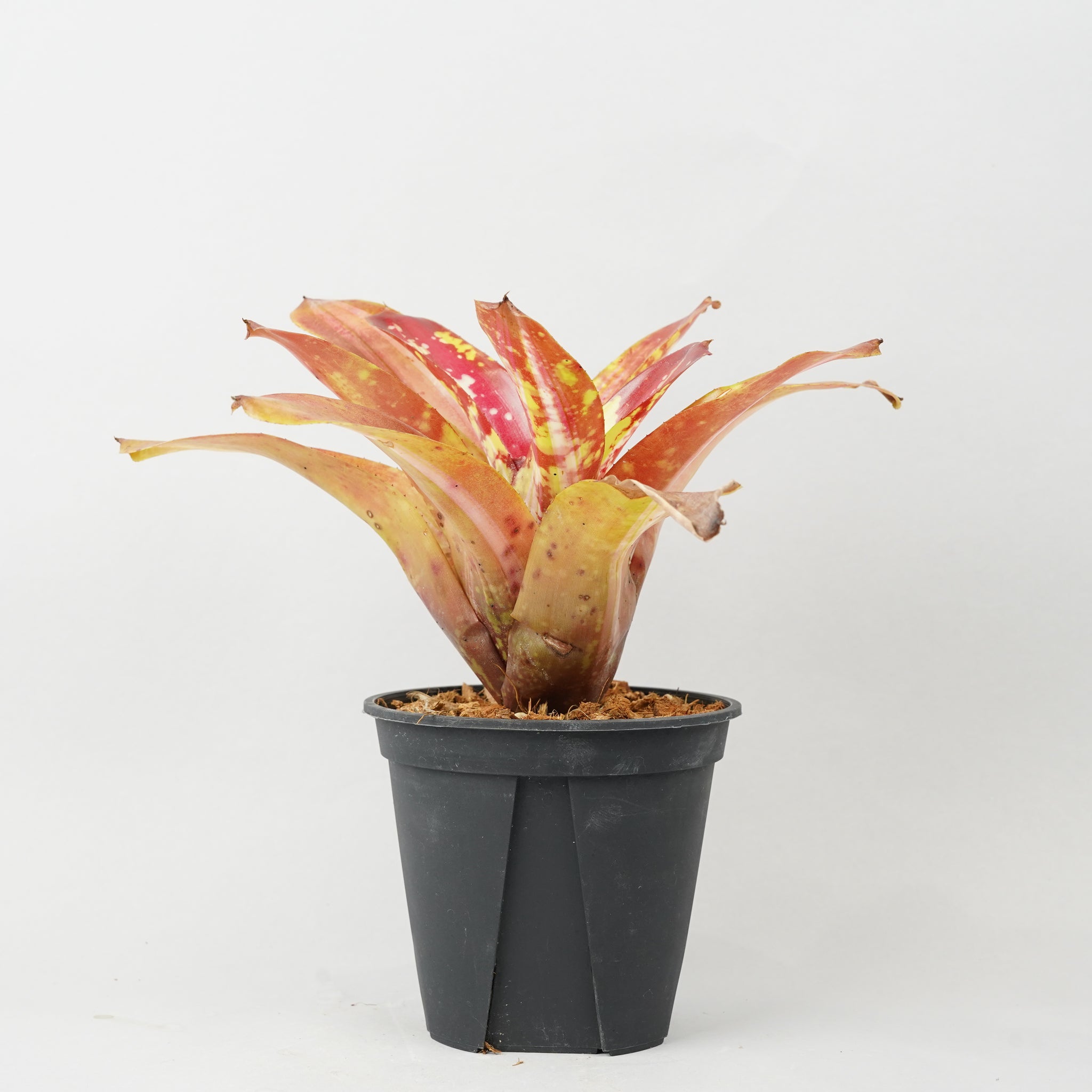 ネオレゲリア ブレイジングファイヤー 「Neoregelia 'Brazing Fire'」 TA0018