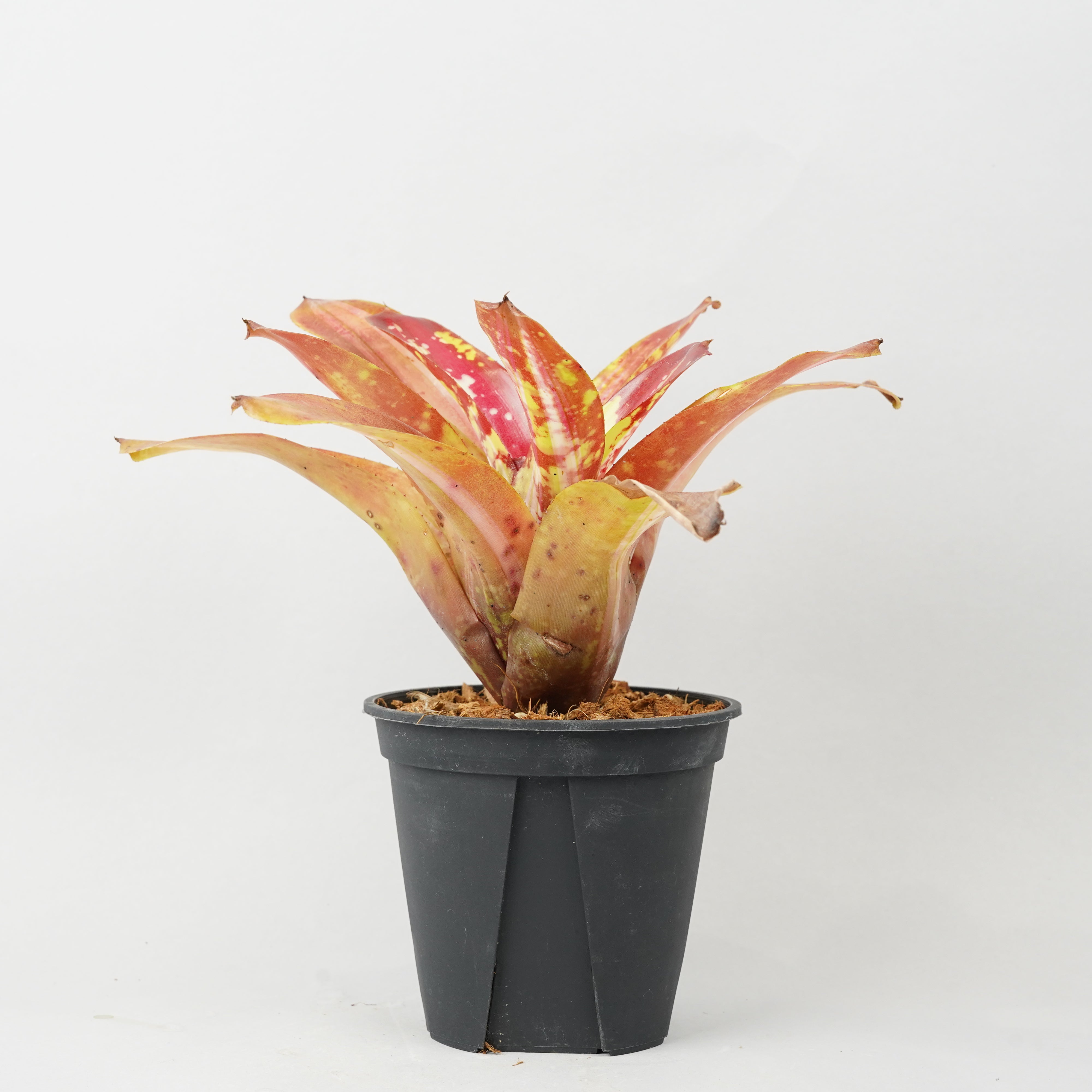 Neoregelia 'Hyena'〔ネオレゲリア〕現品発送N0611 DSC06247_4000x.jpg?v=1738305796