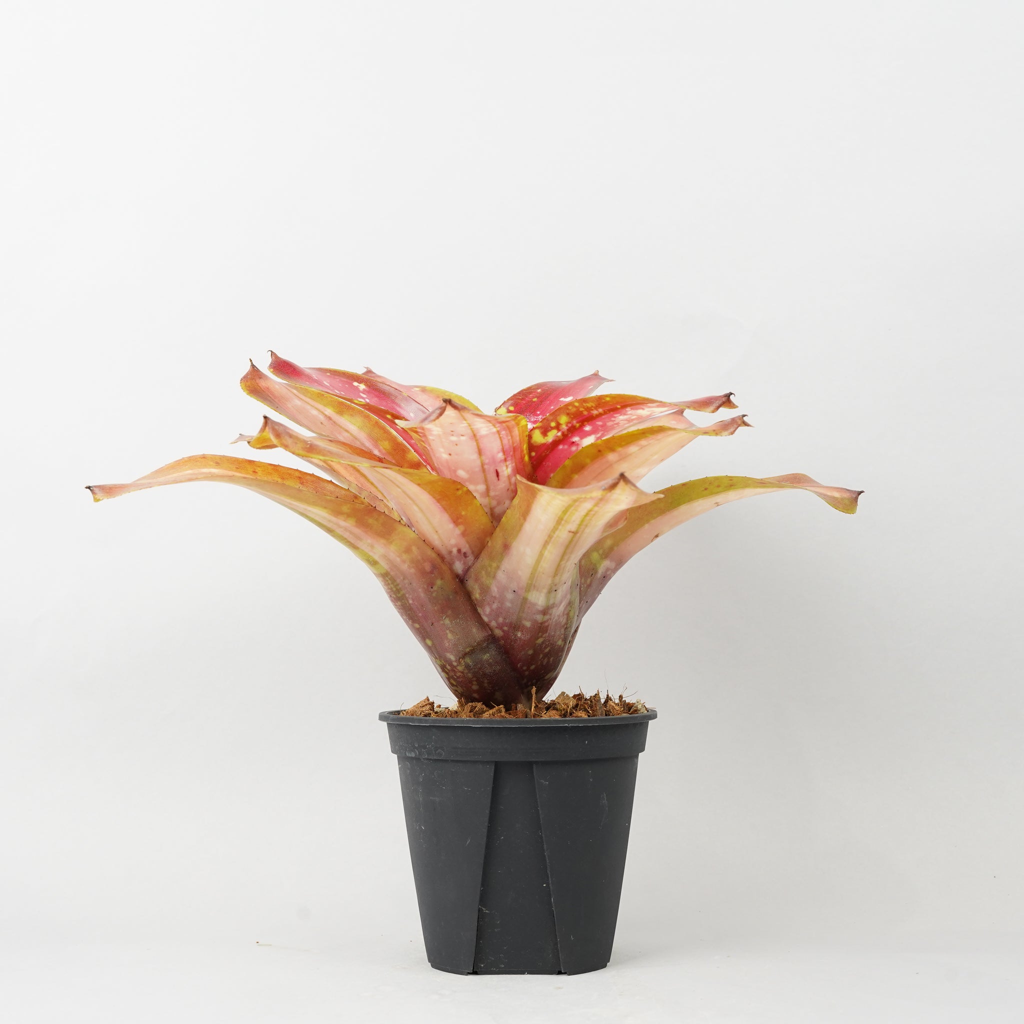 ネオレゲリア ブレイジングファイヤー 「Neoregelia 'Brazing Fire'」 TA0019